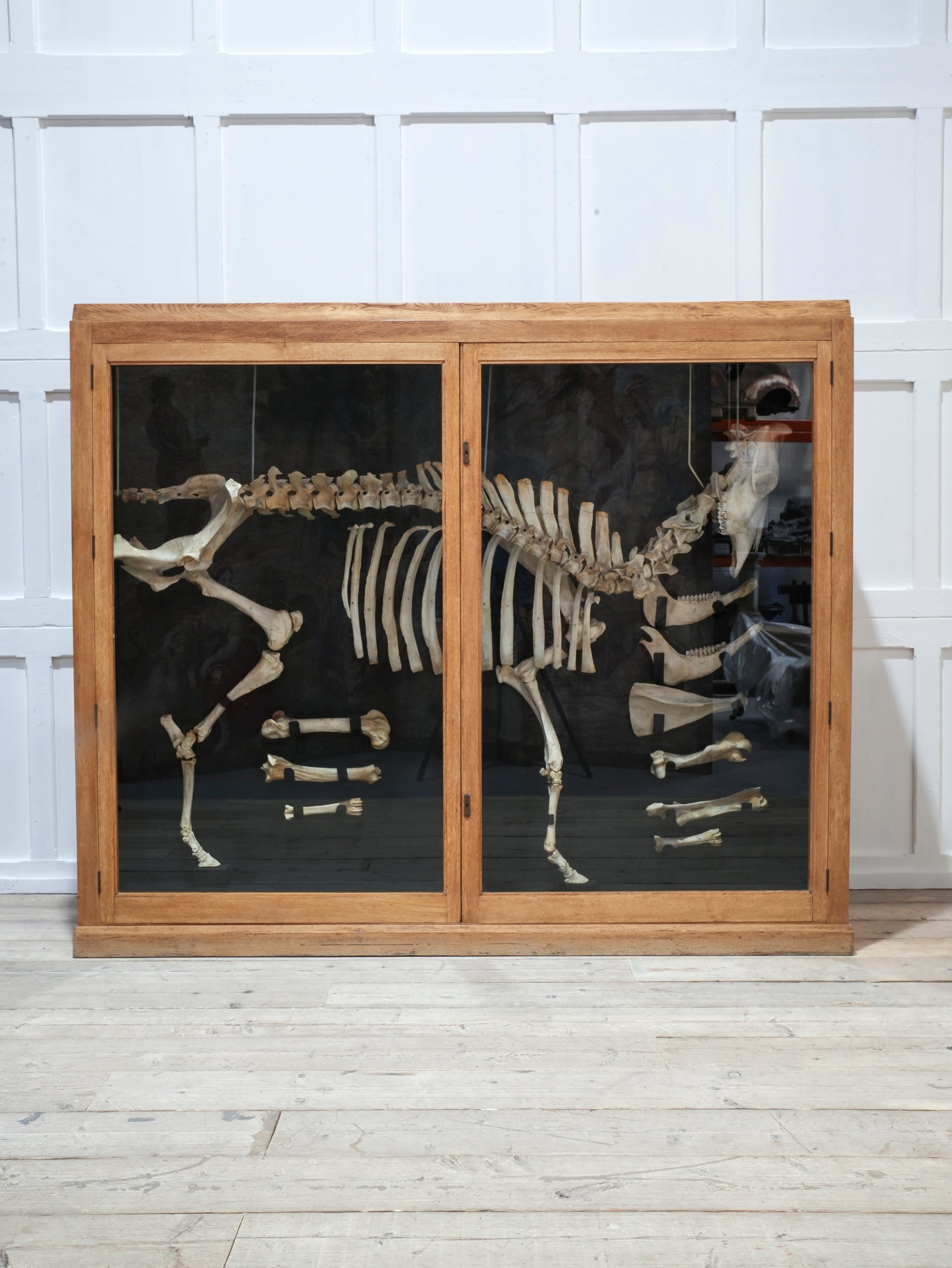 A Cased Domestic Cow (Bos Taurus)