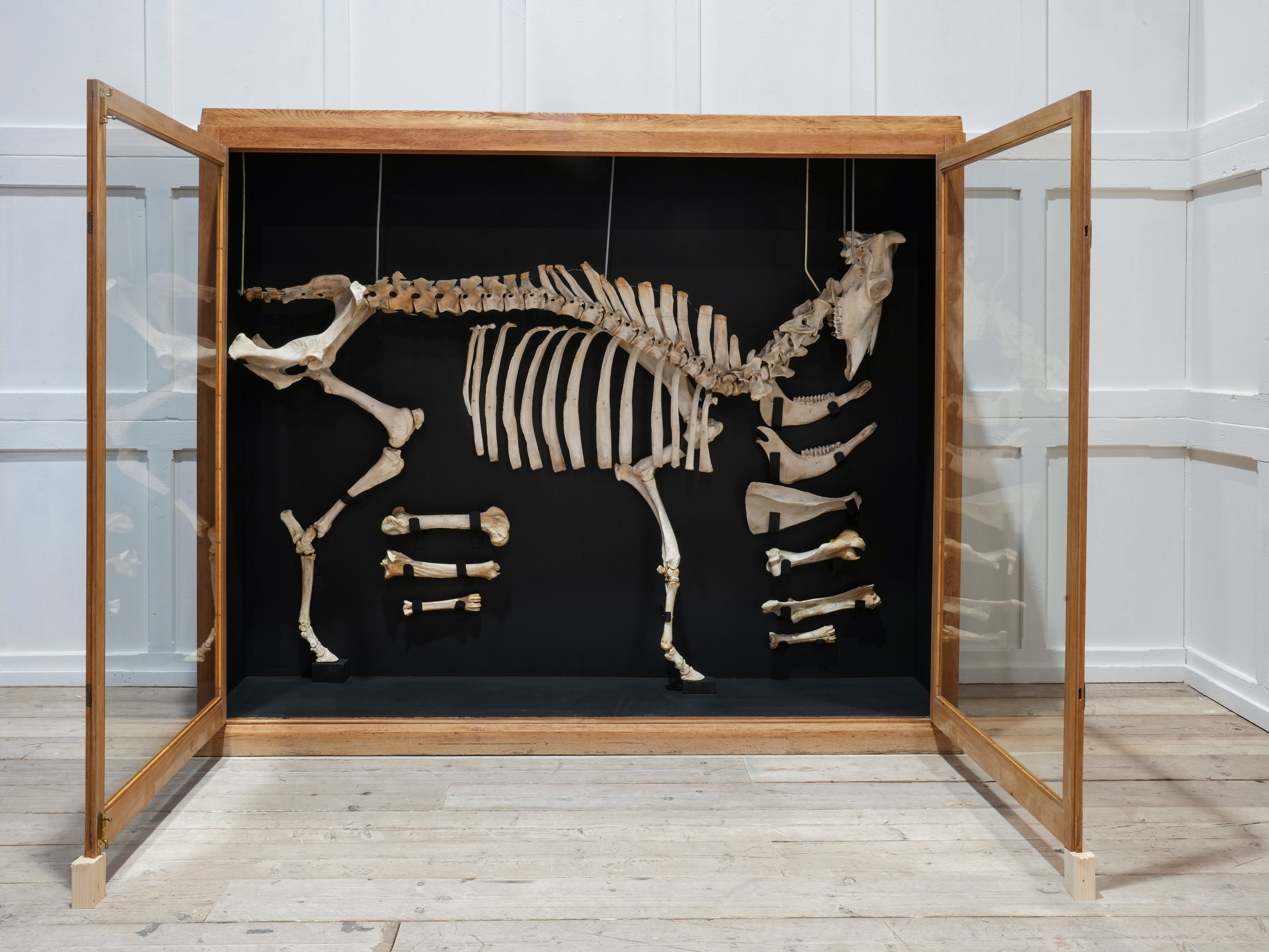 A Cased Domestic Cow (Bos Taurus)
