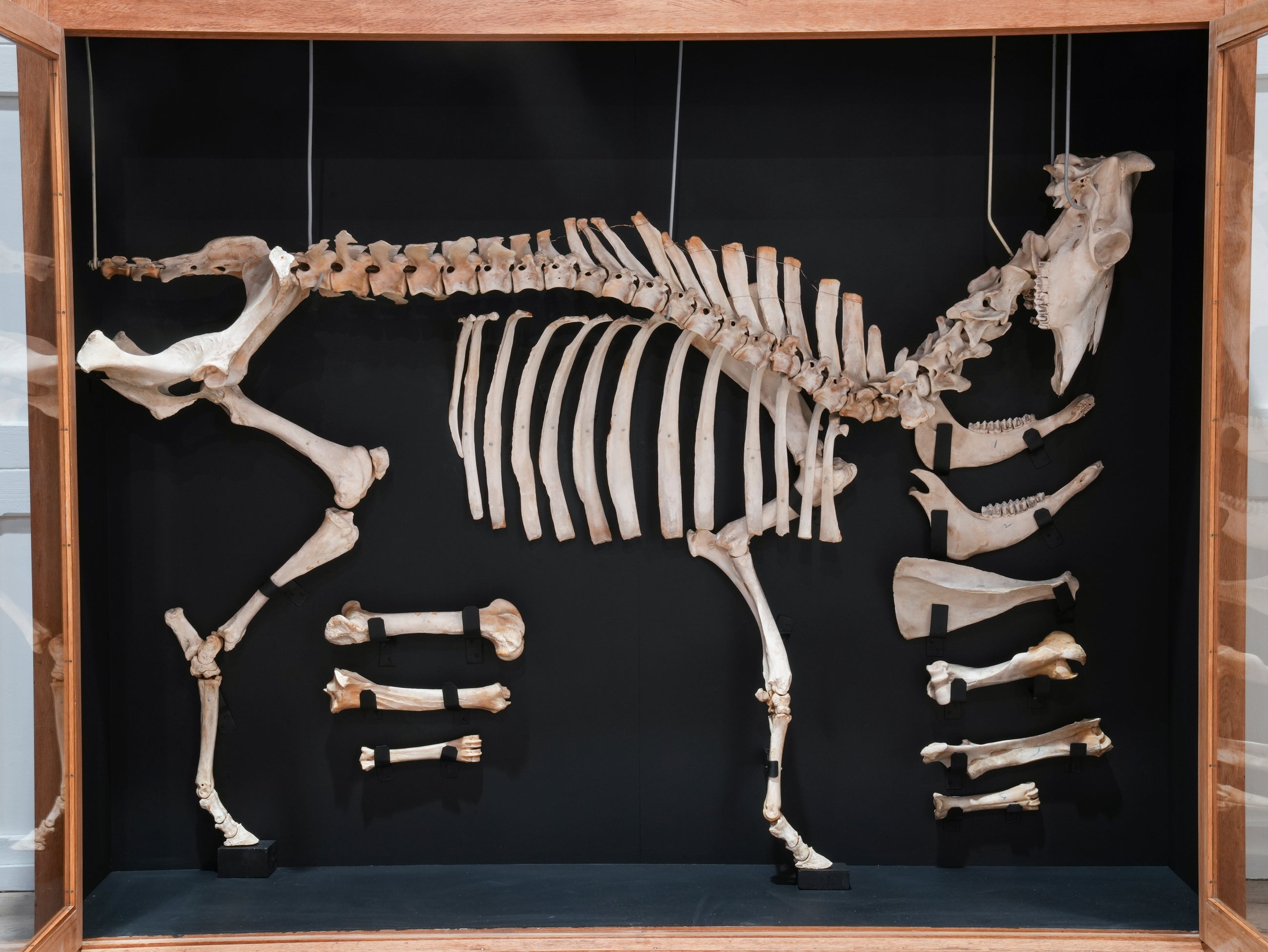 A Cased Domestic Cow (Bos Taurus)