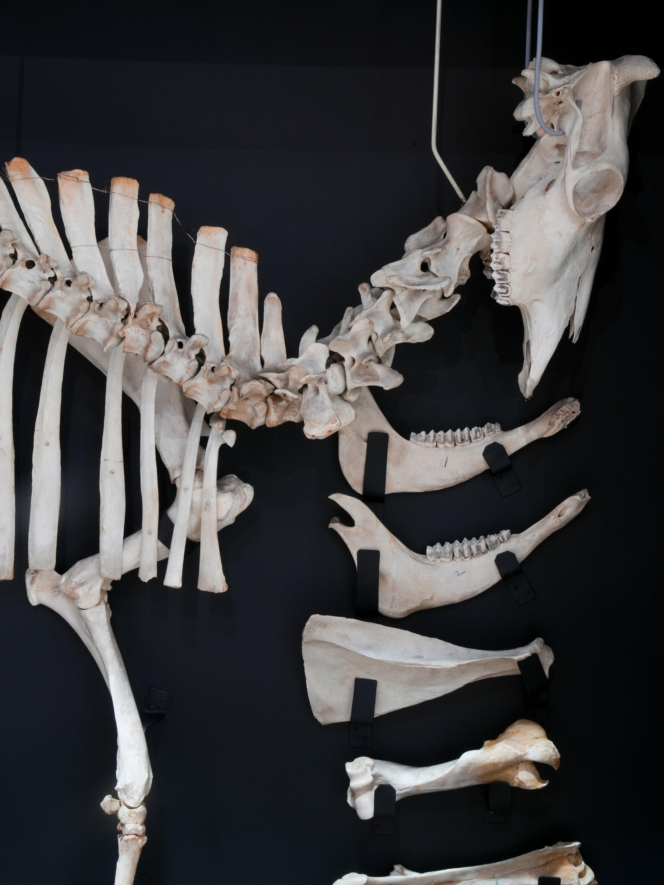 A Cased Domestic Cow (Bos Taurus)