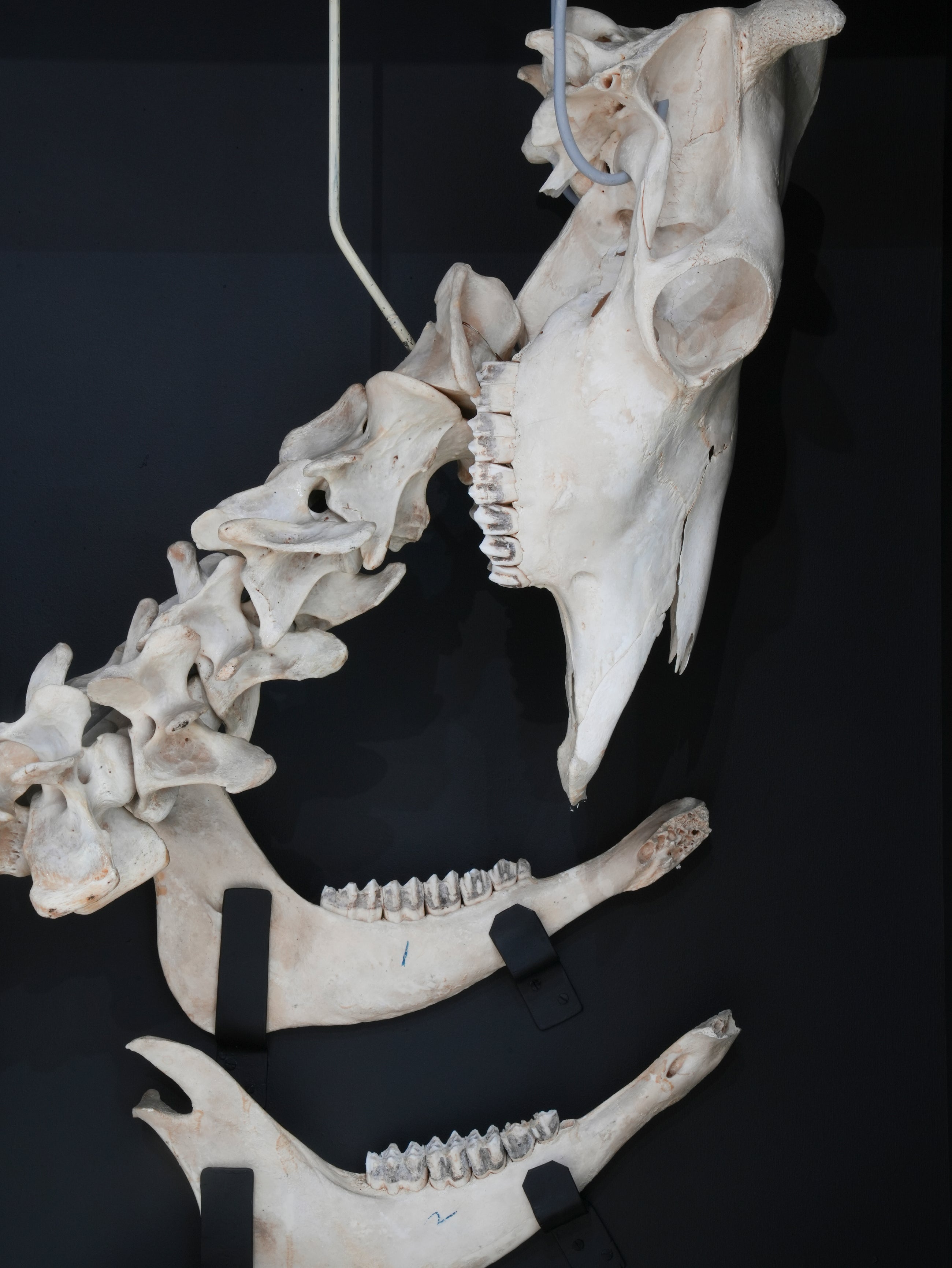 A Cased Domestic Cow (Bos Taurus)