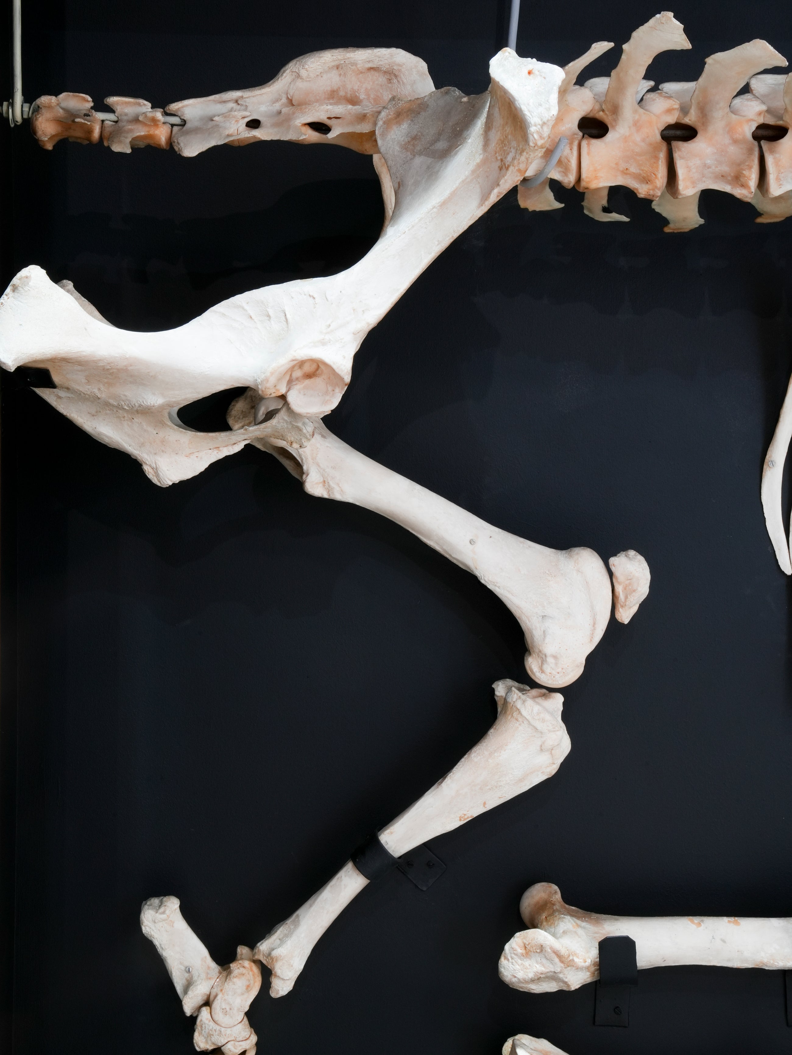 A Cased Domestic Cow (Bos Taurus)