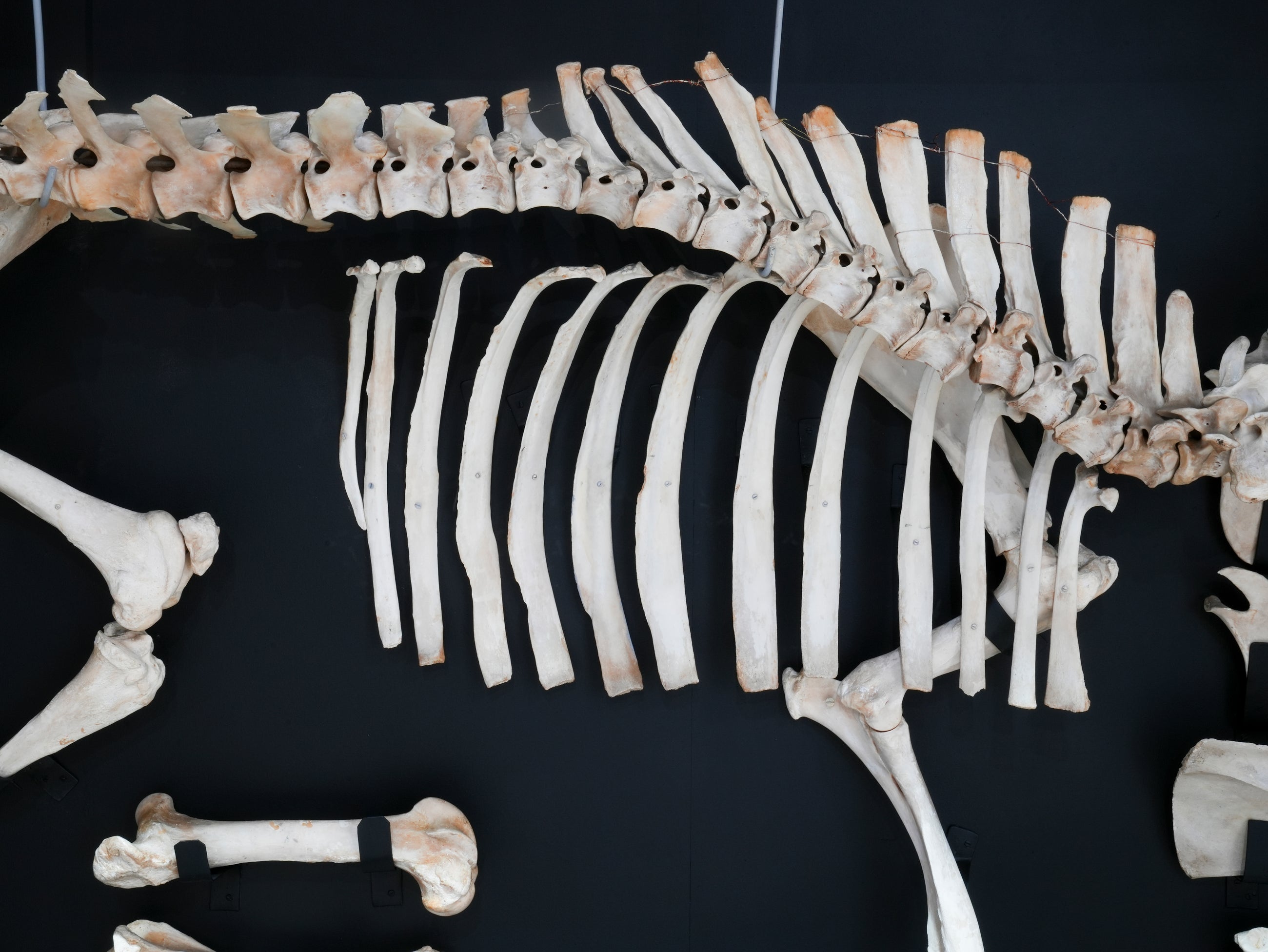 A Cased Domestic Cow (Bos Taurus)