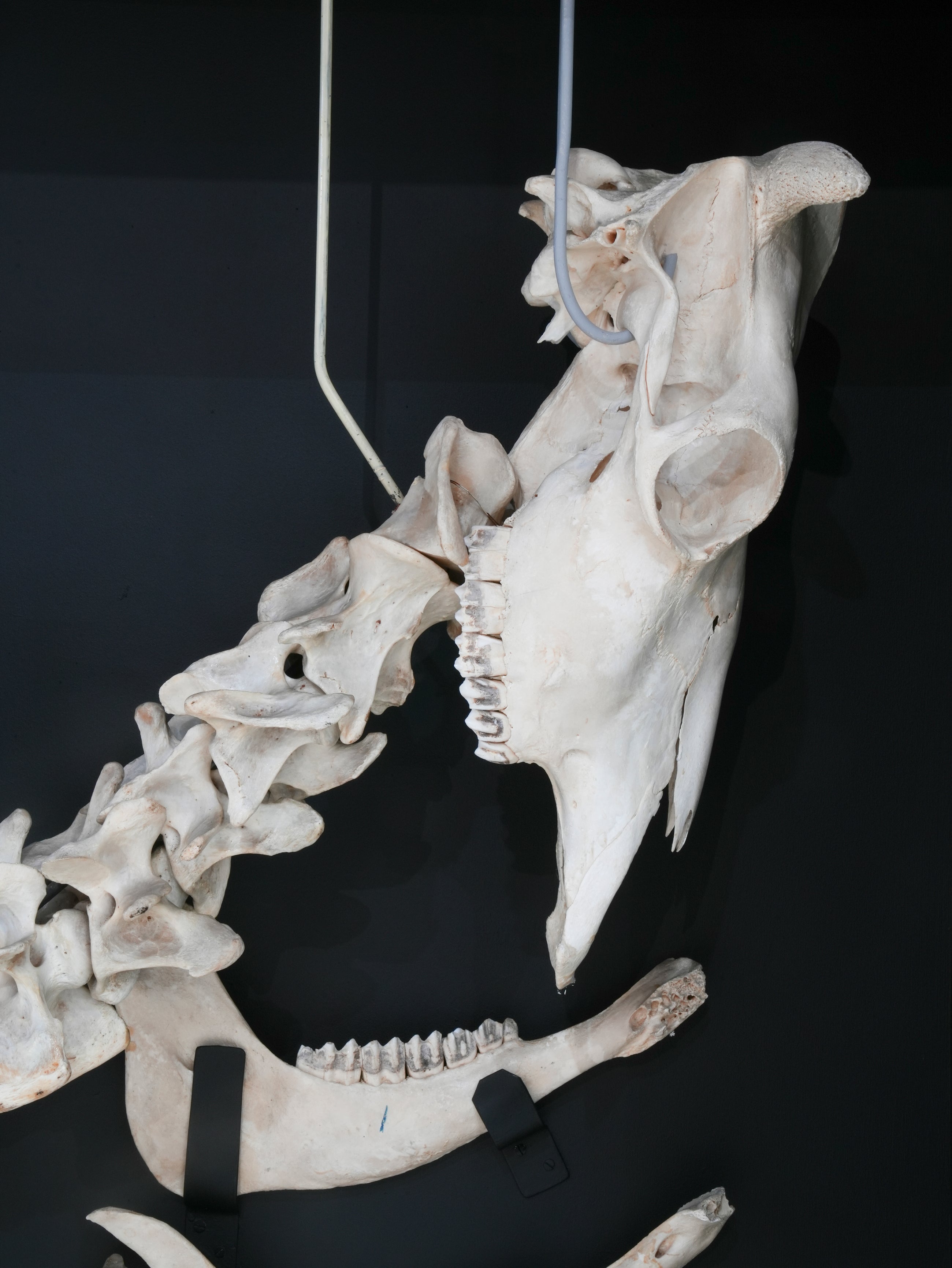A Cased Domestic Cow (Bos Taurus)