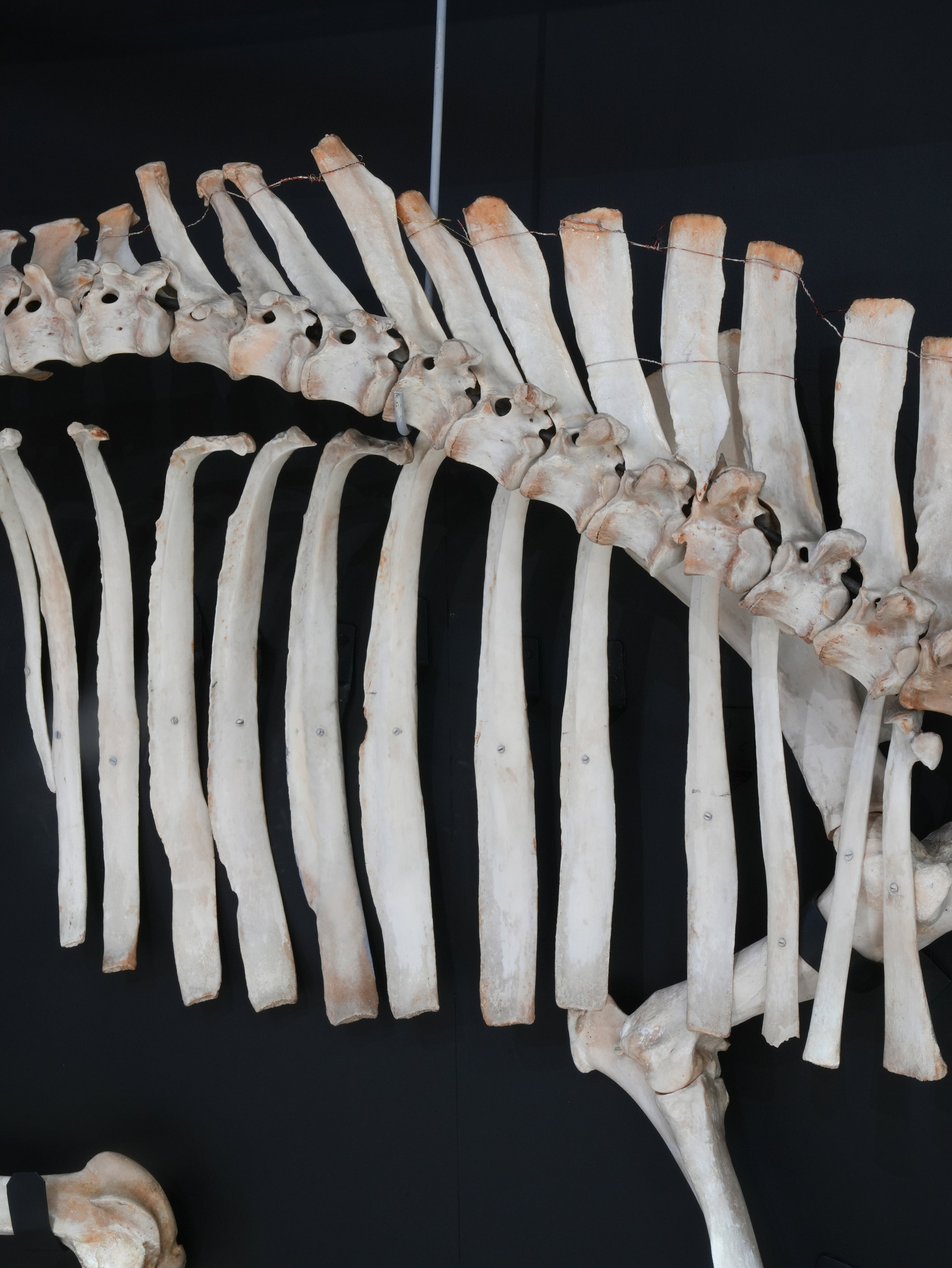 A Cased Domestic Cow (Bos Taurus)