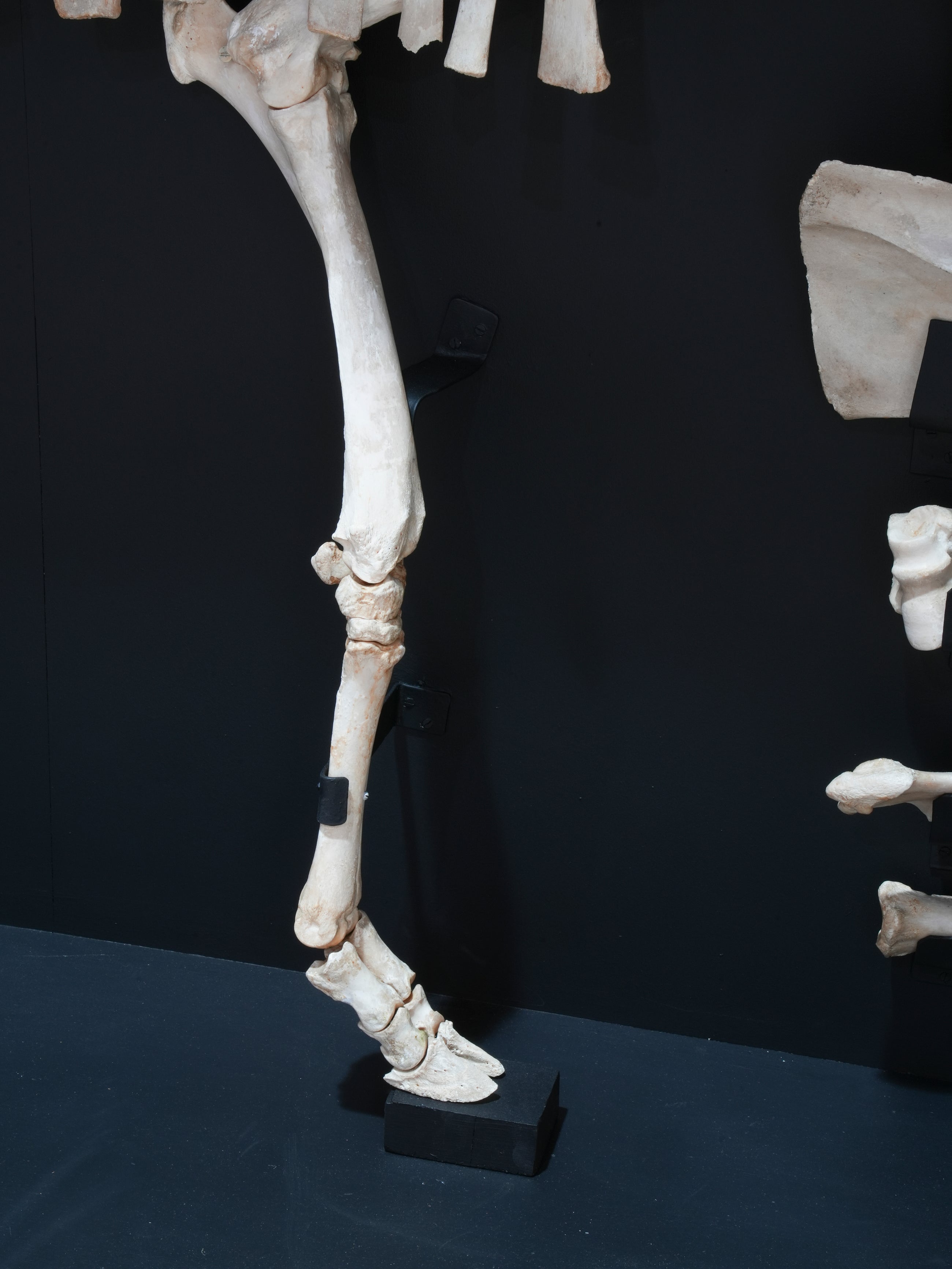 A Cased Domestic Cow (Bos Taurus)