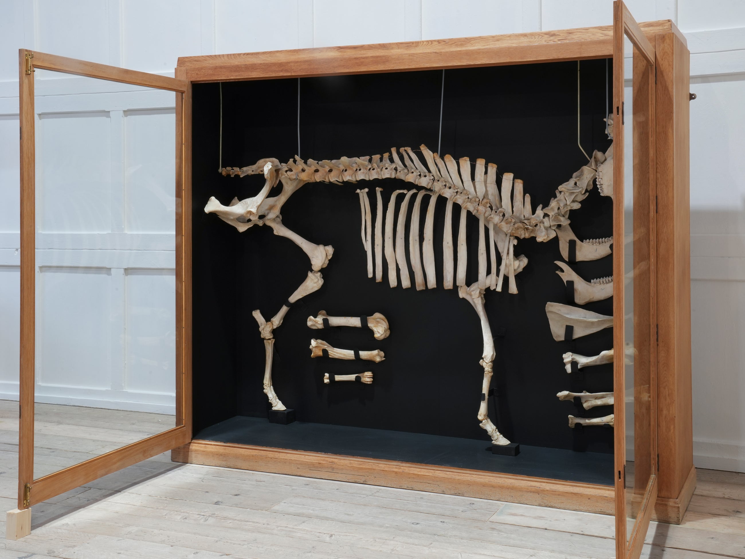 A Cased Domestic Cow (Bos Taurus)