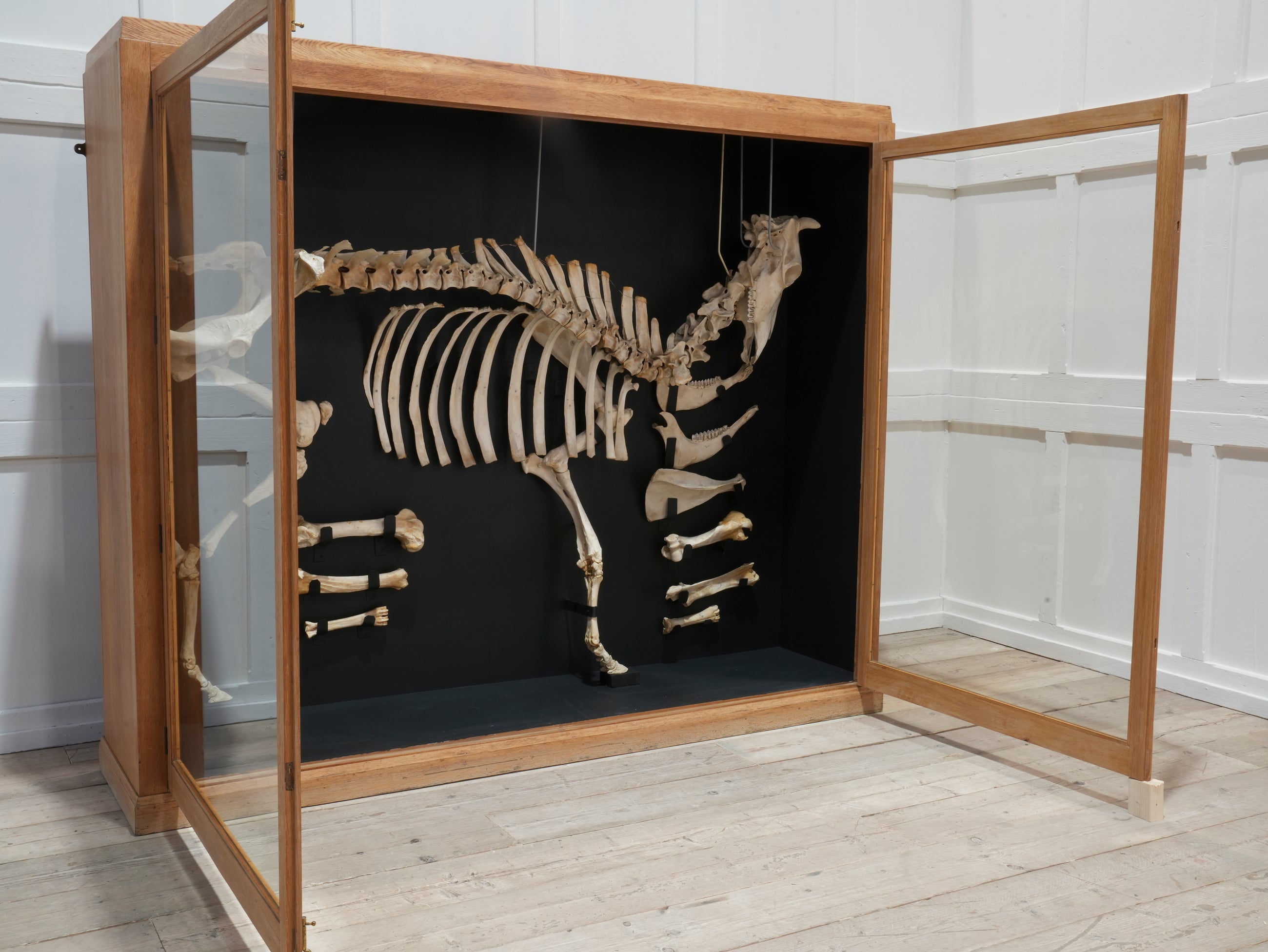 A Cased Domestic Cow (Bos Taurus)
