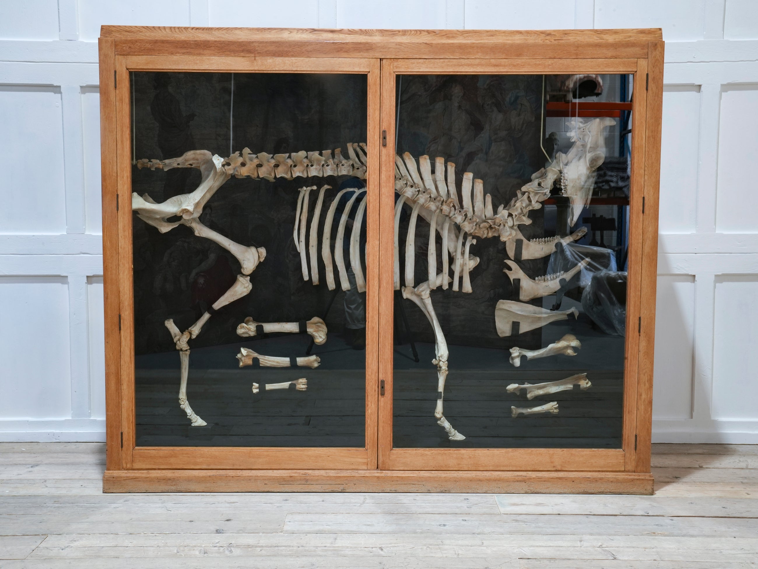 A Cased Domestic Cow (Bos Taurus)