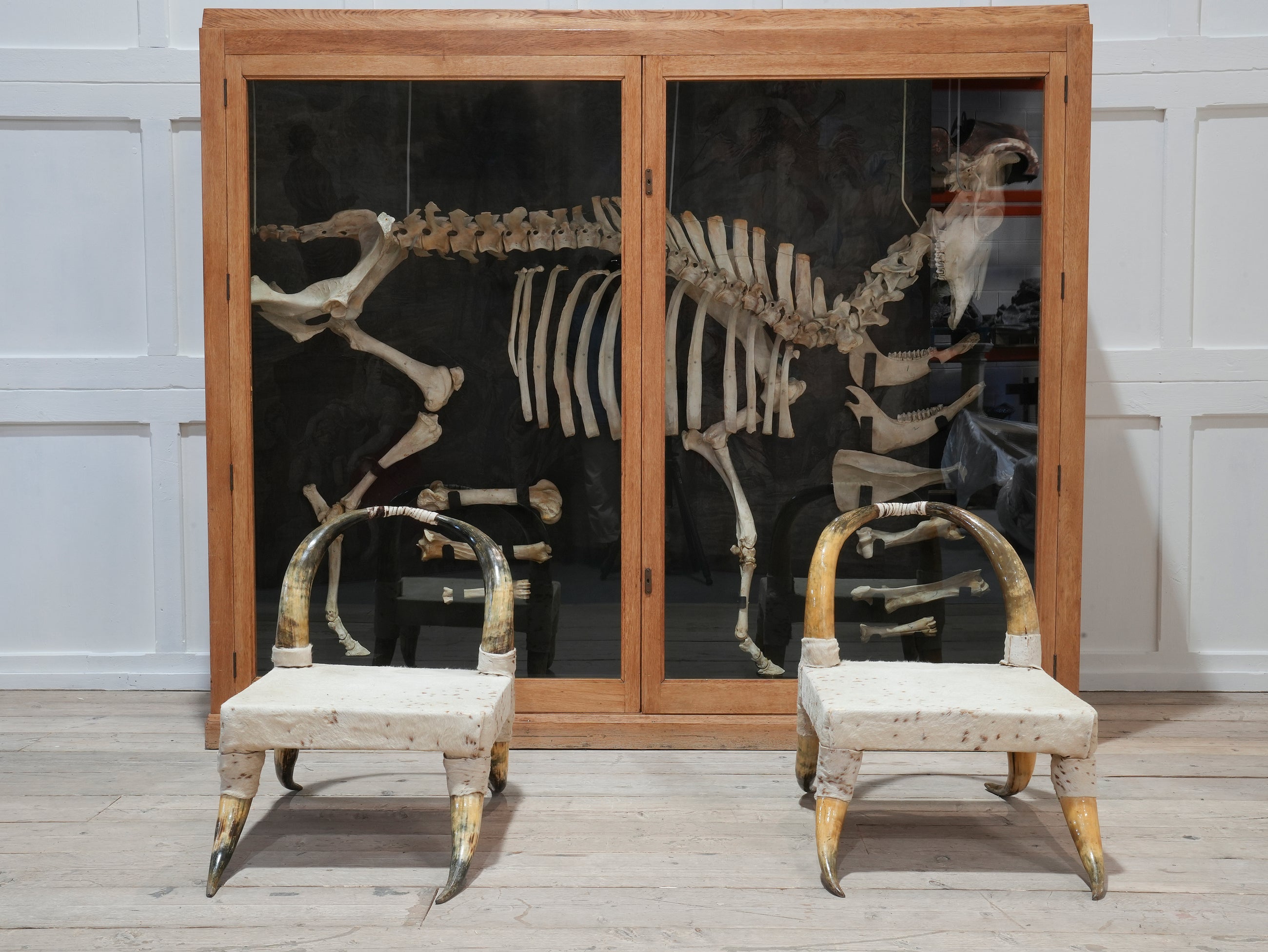 A Cased Domestic Cow (Bos Taurus)