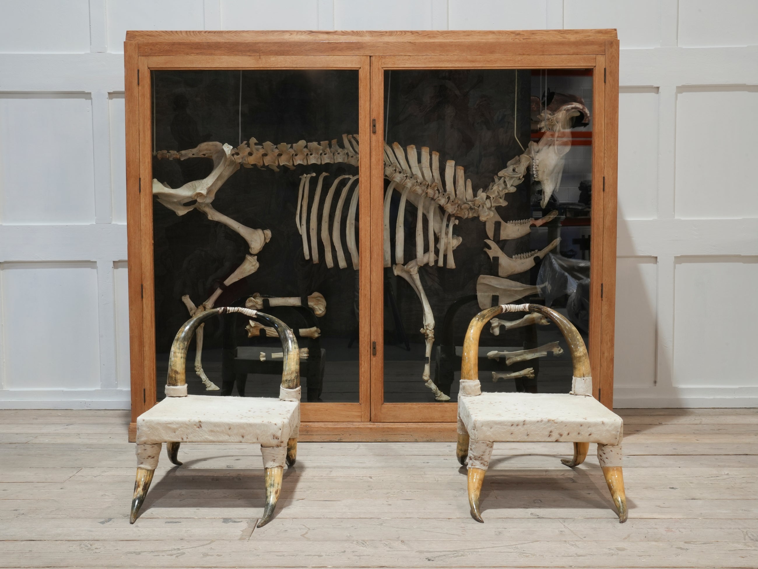 A Cased Domestic Cow (Bos Taurus)