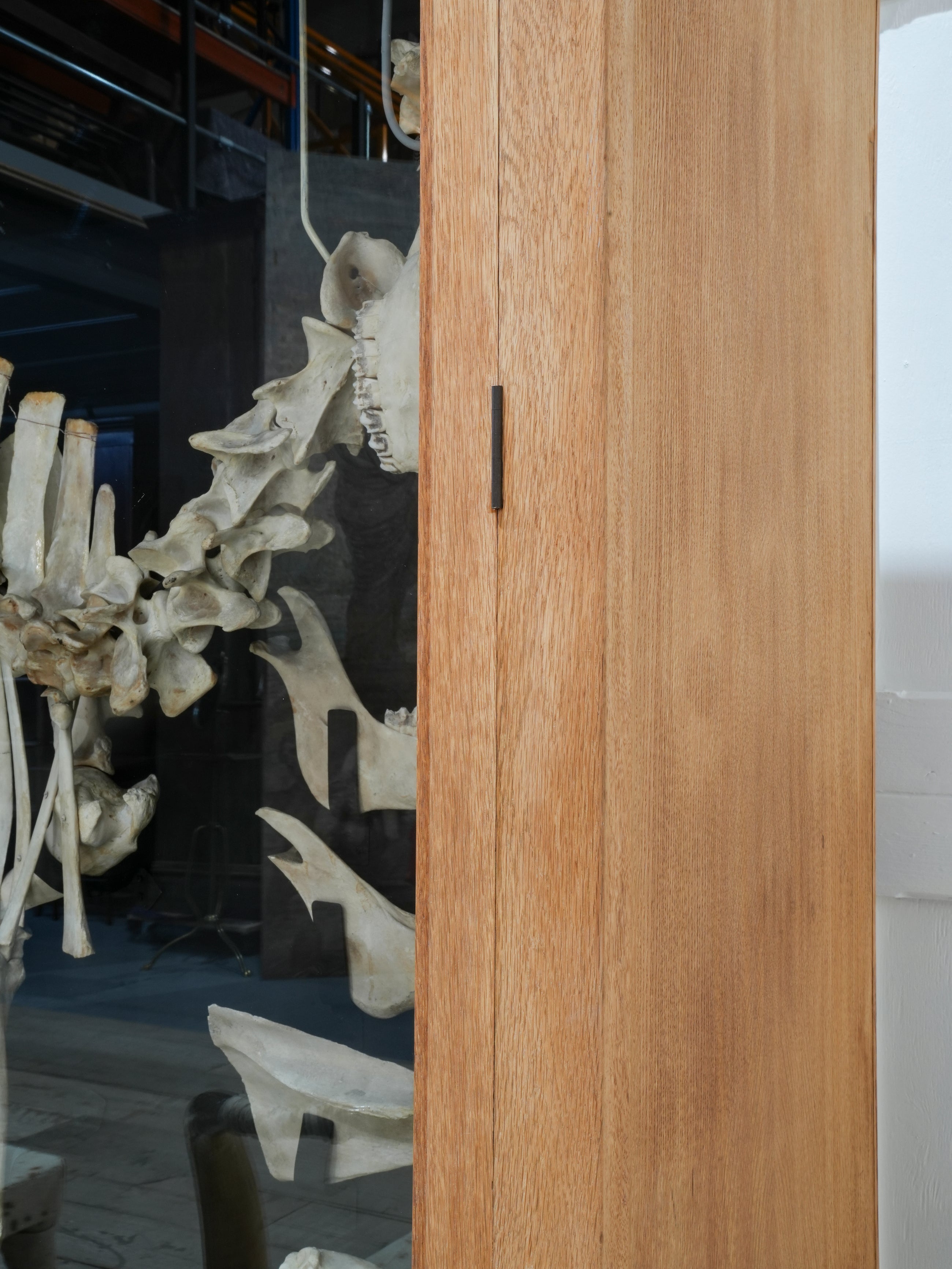 A Cased Domestic Cow (Bos Taurus)
