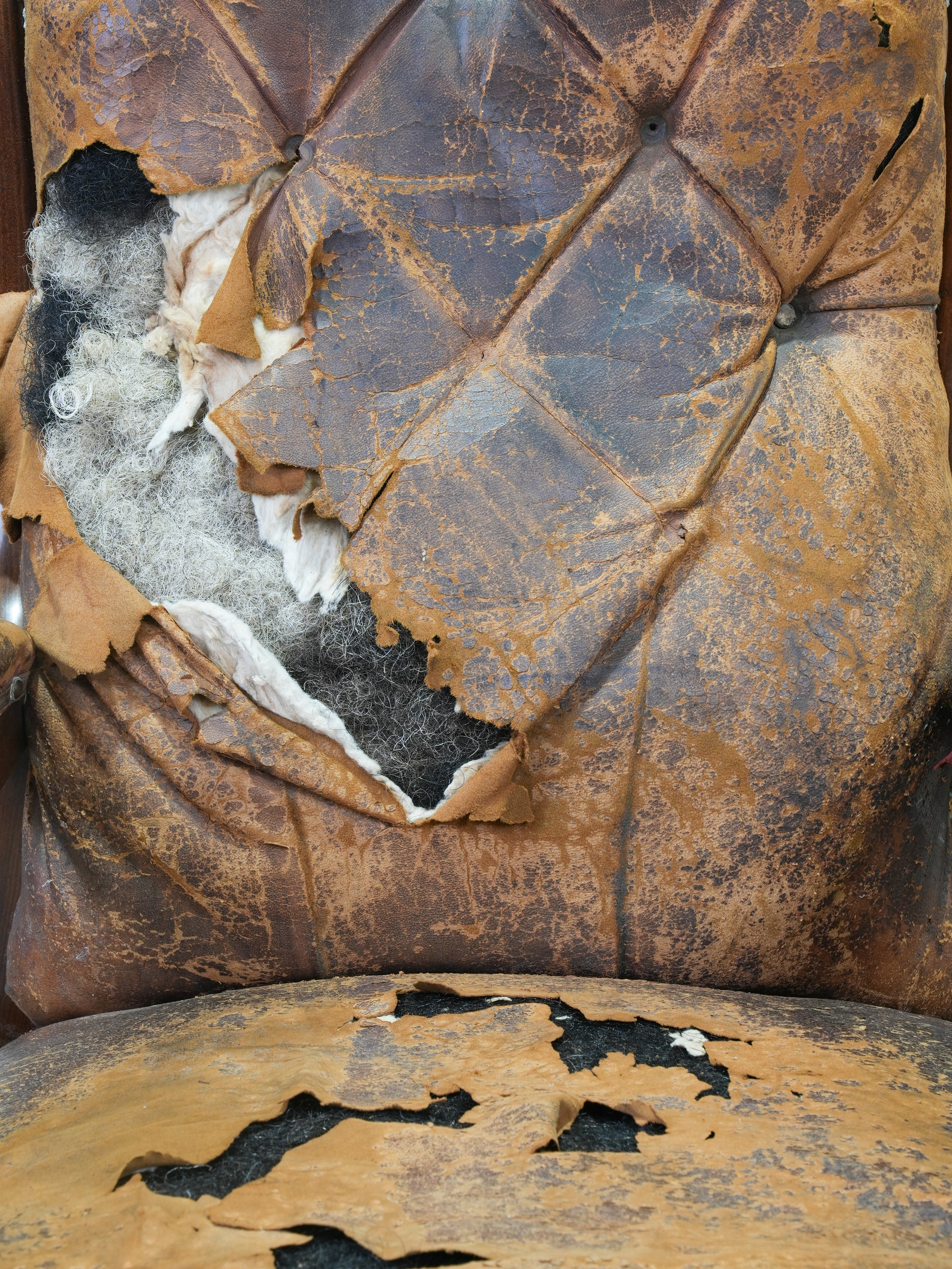 A 19th Century Neo- Classical Mahogany Library Chair