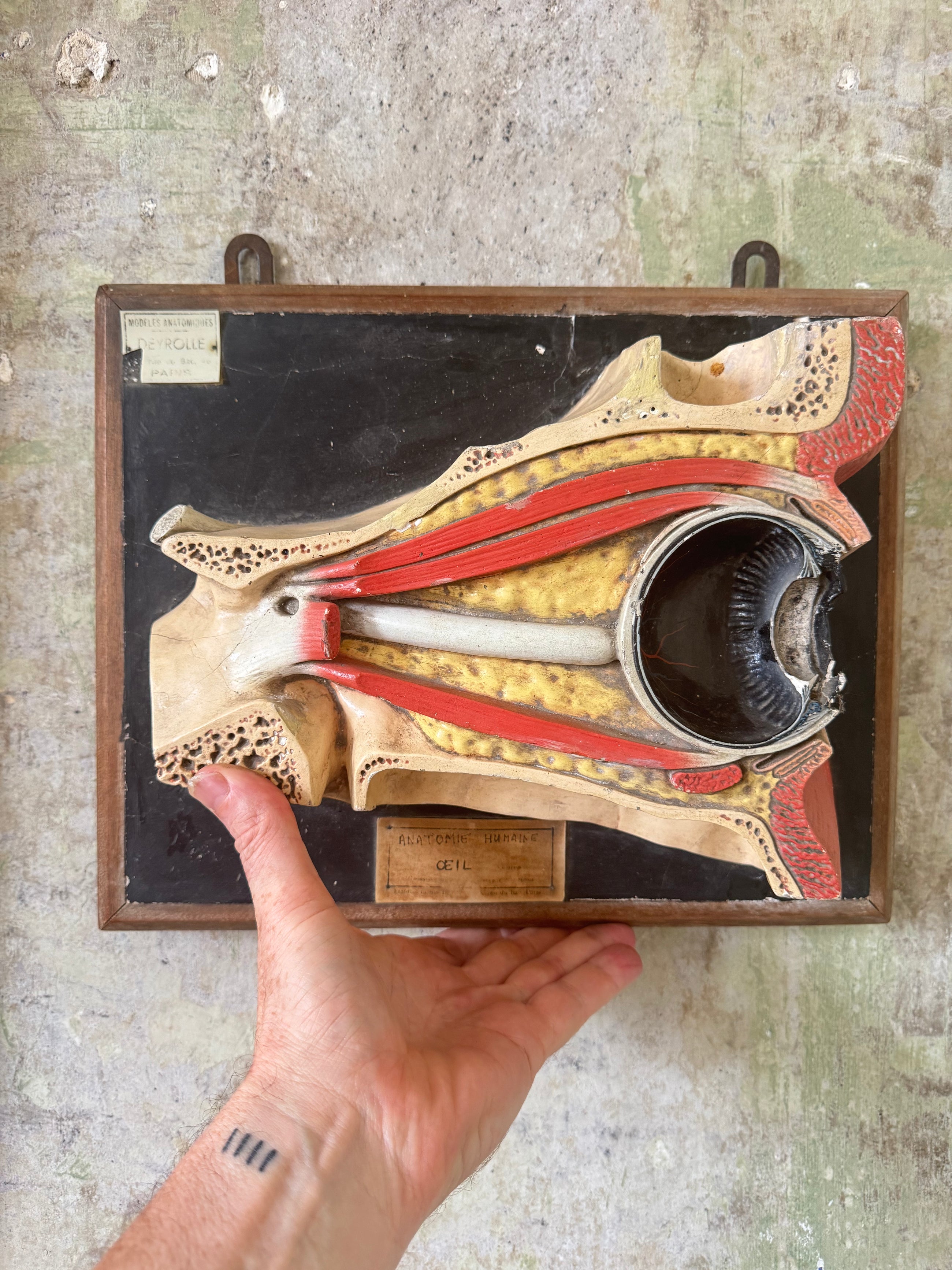 Anatomic Eye Model