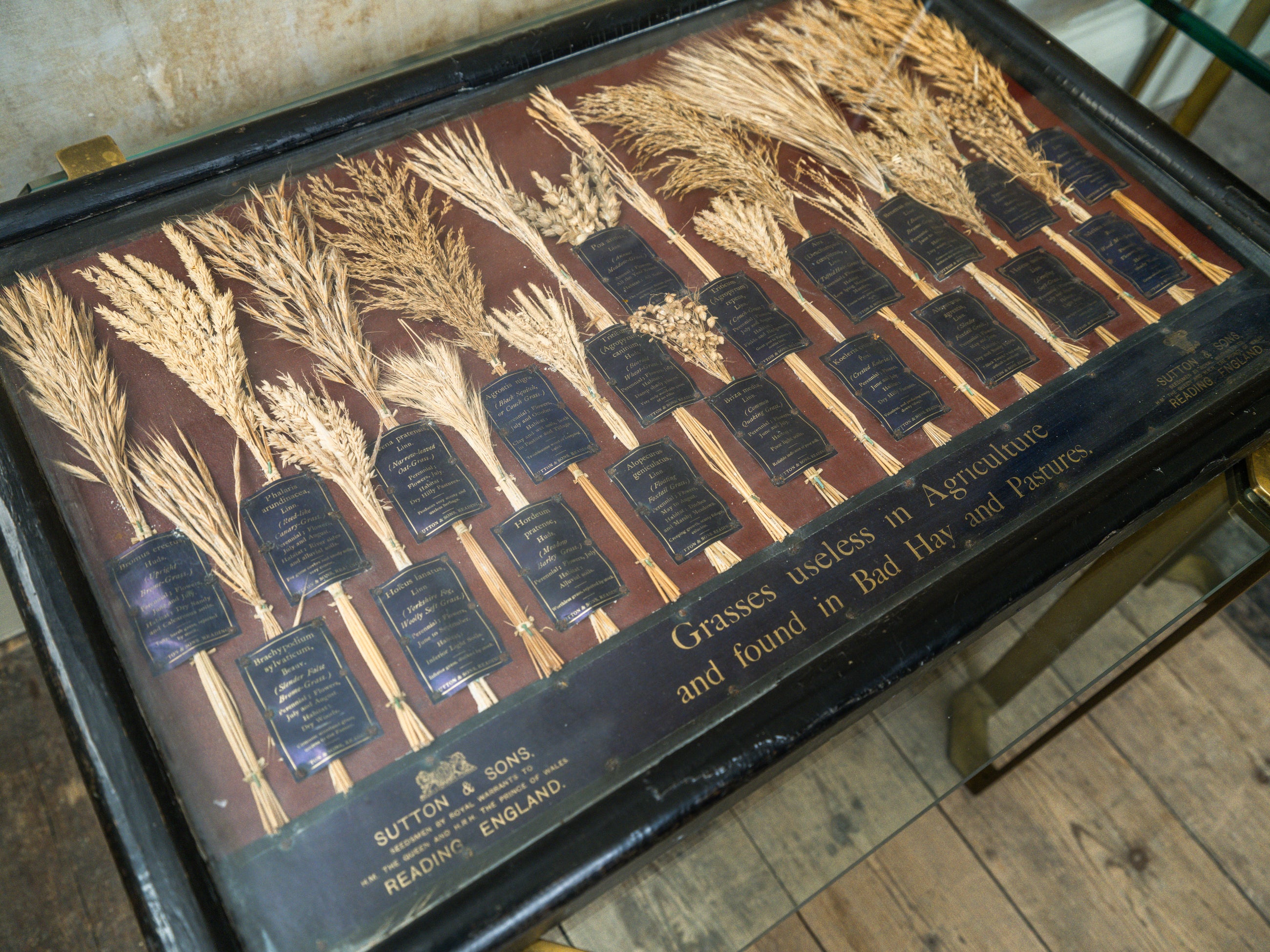 Grasses “Useless” in Agriculture