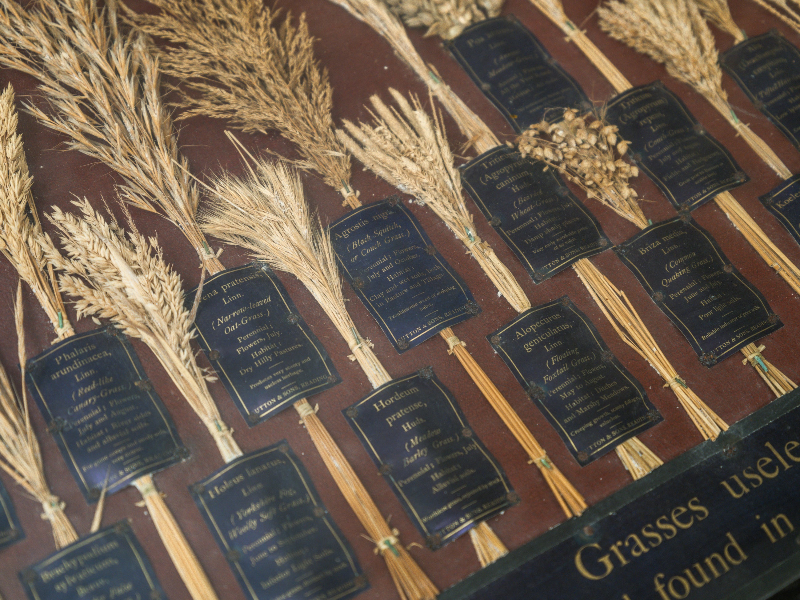 Grasses “Useless” in Agriculture