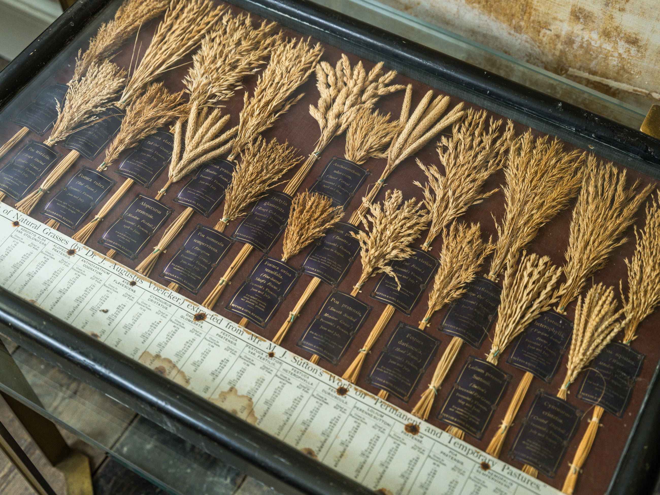 Grasses “Useless” in Agriculture