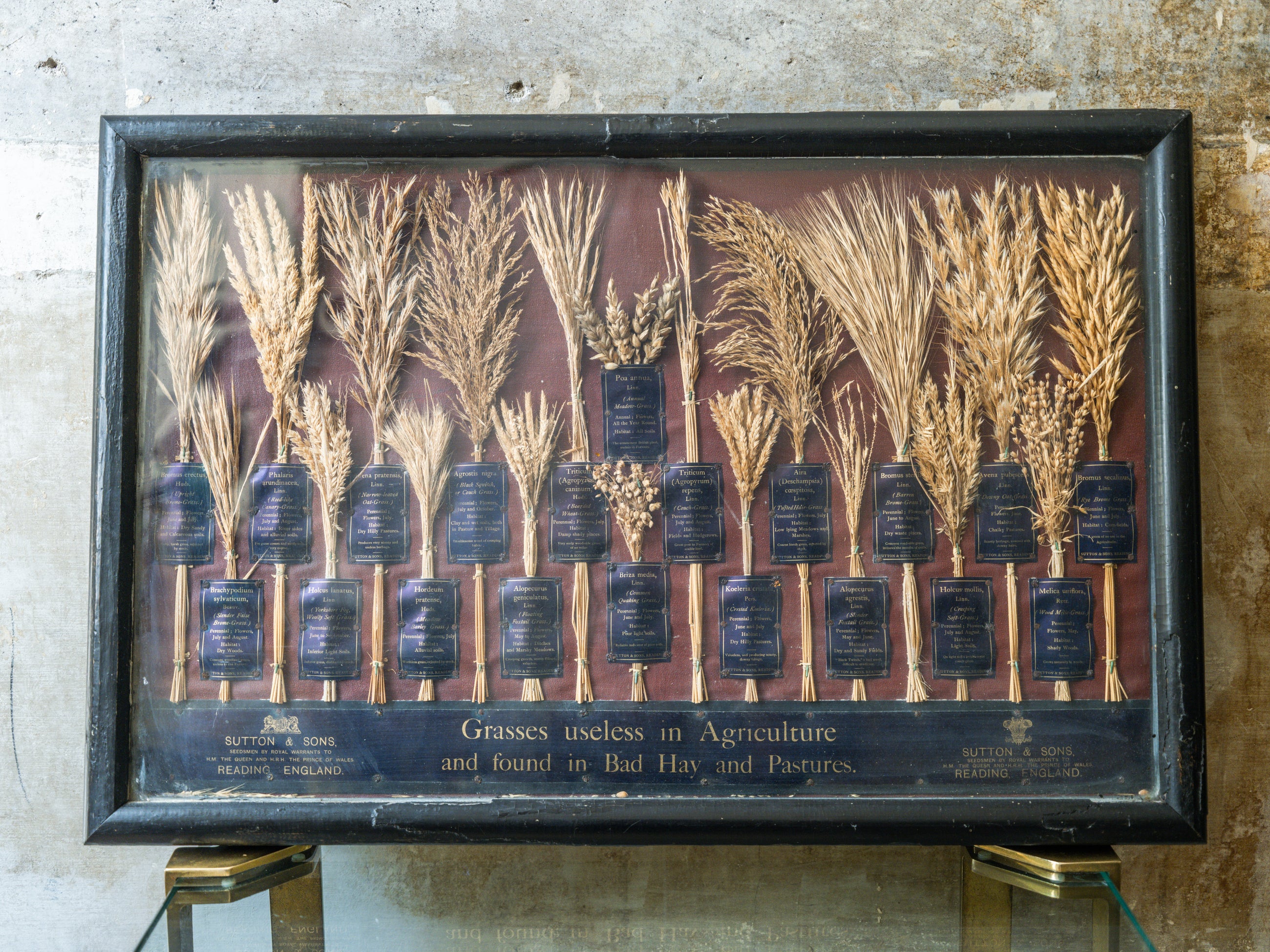 Grasses “Useless” in Agriculture