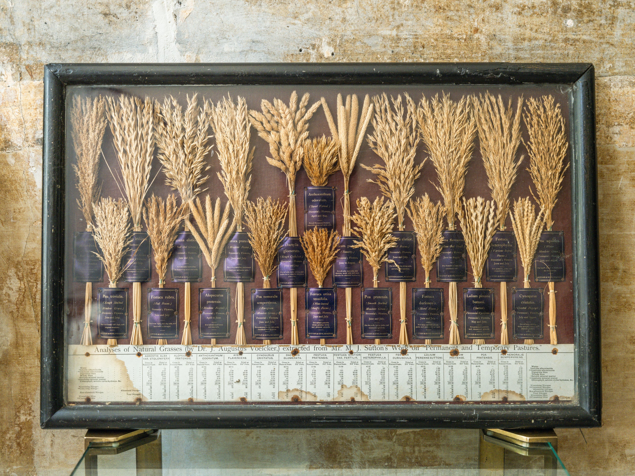 Grasses “Useless” in Agriculture