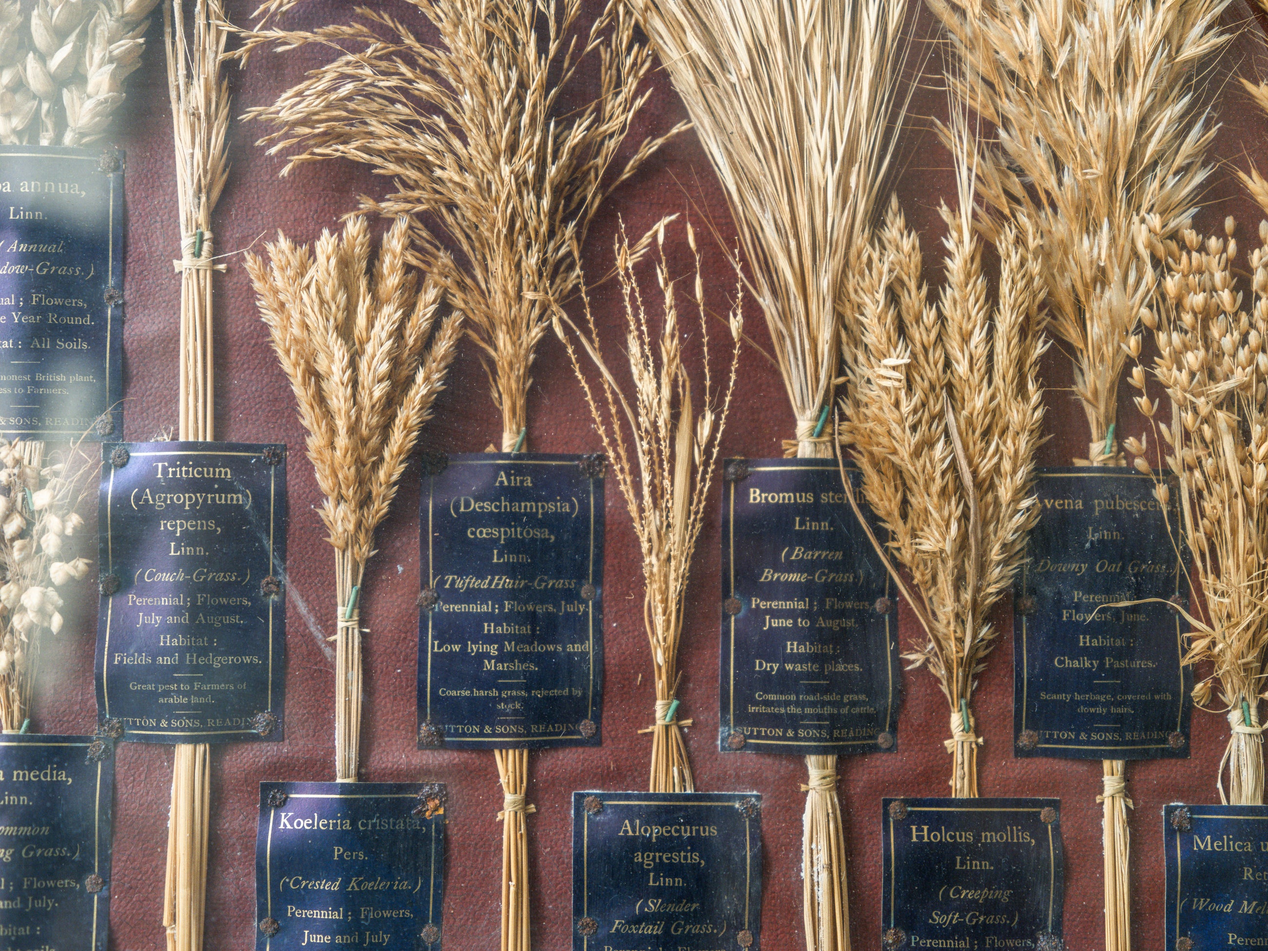 Grasses “Useless” in Agriculture