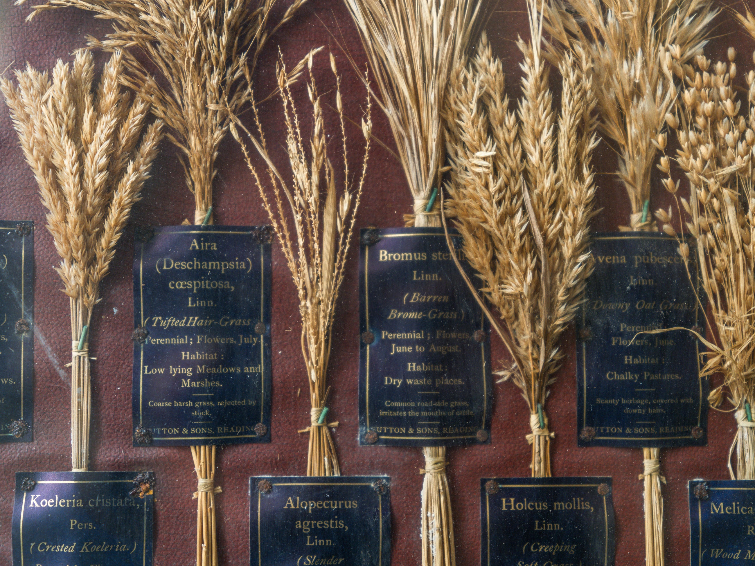 Grasses “Useless” in Agriculture