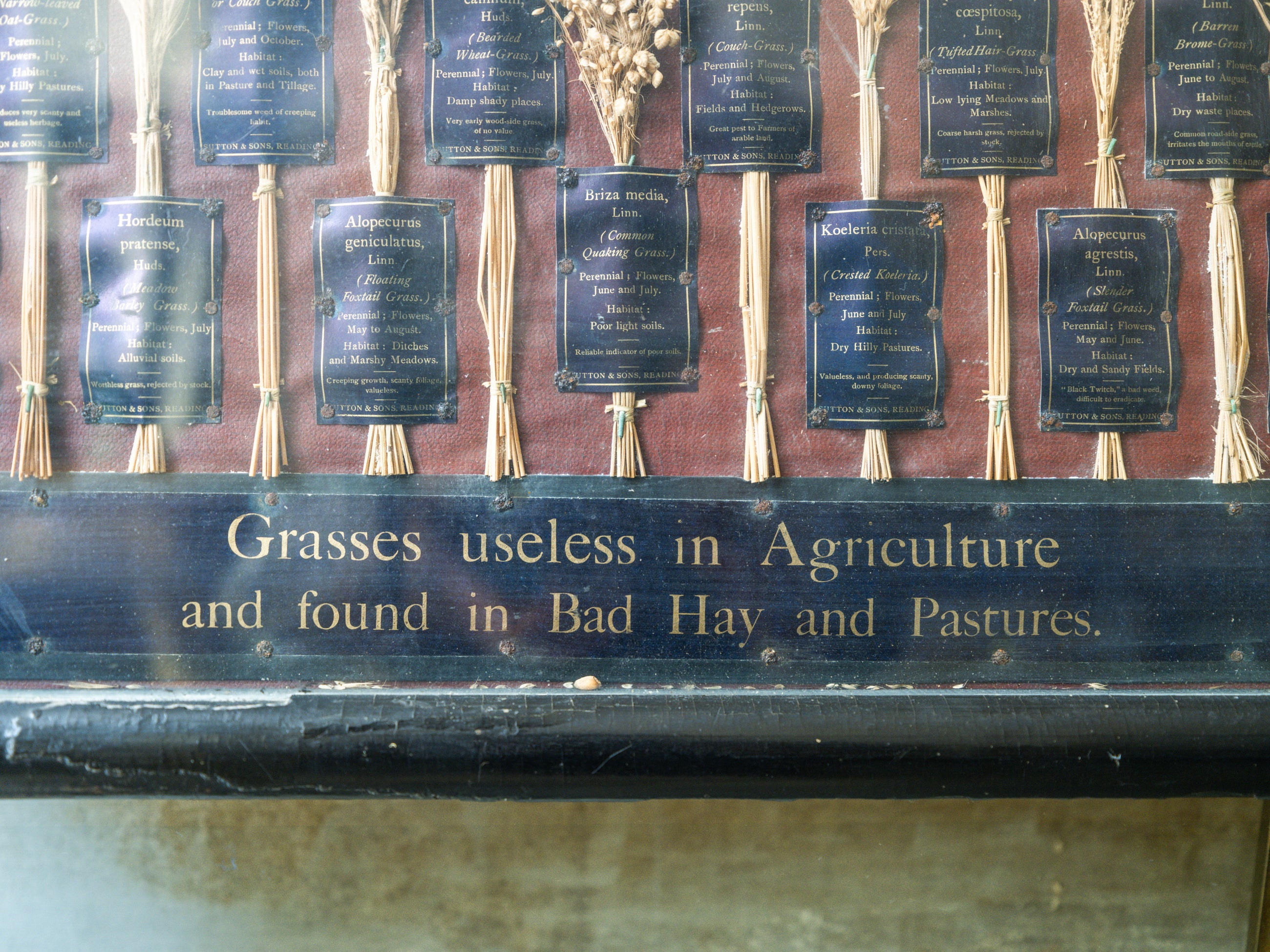 Grasses “Useless” in Agriculture