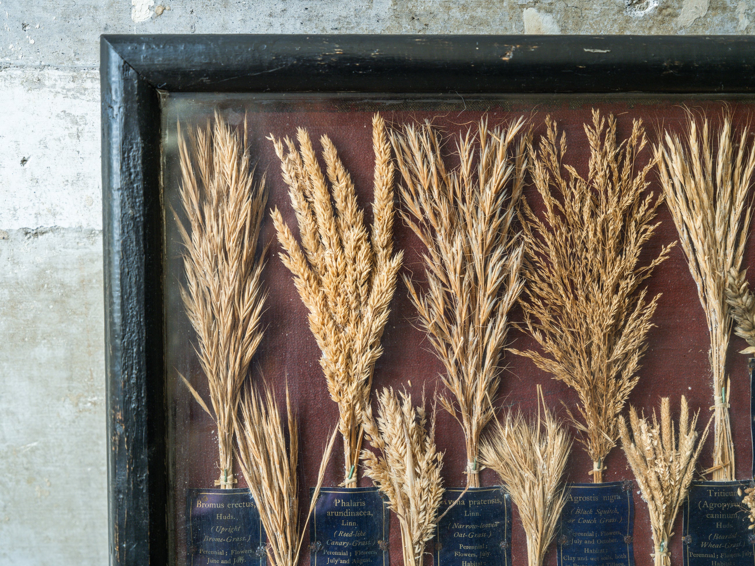 Grasses “Useless” in Agriculture