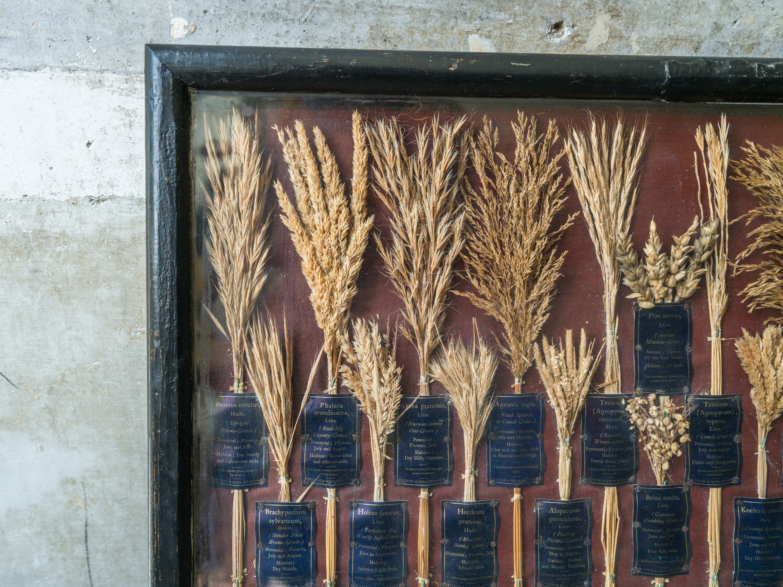 Grasses “Useless” in Agriculture