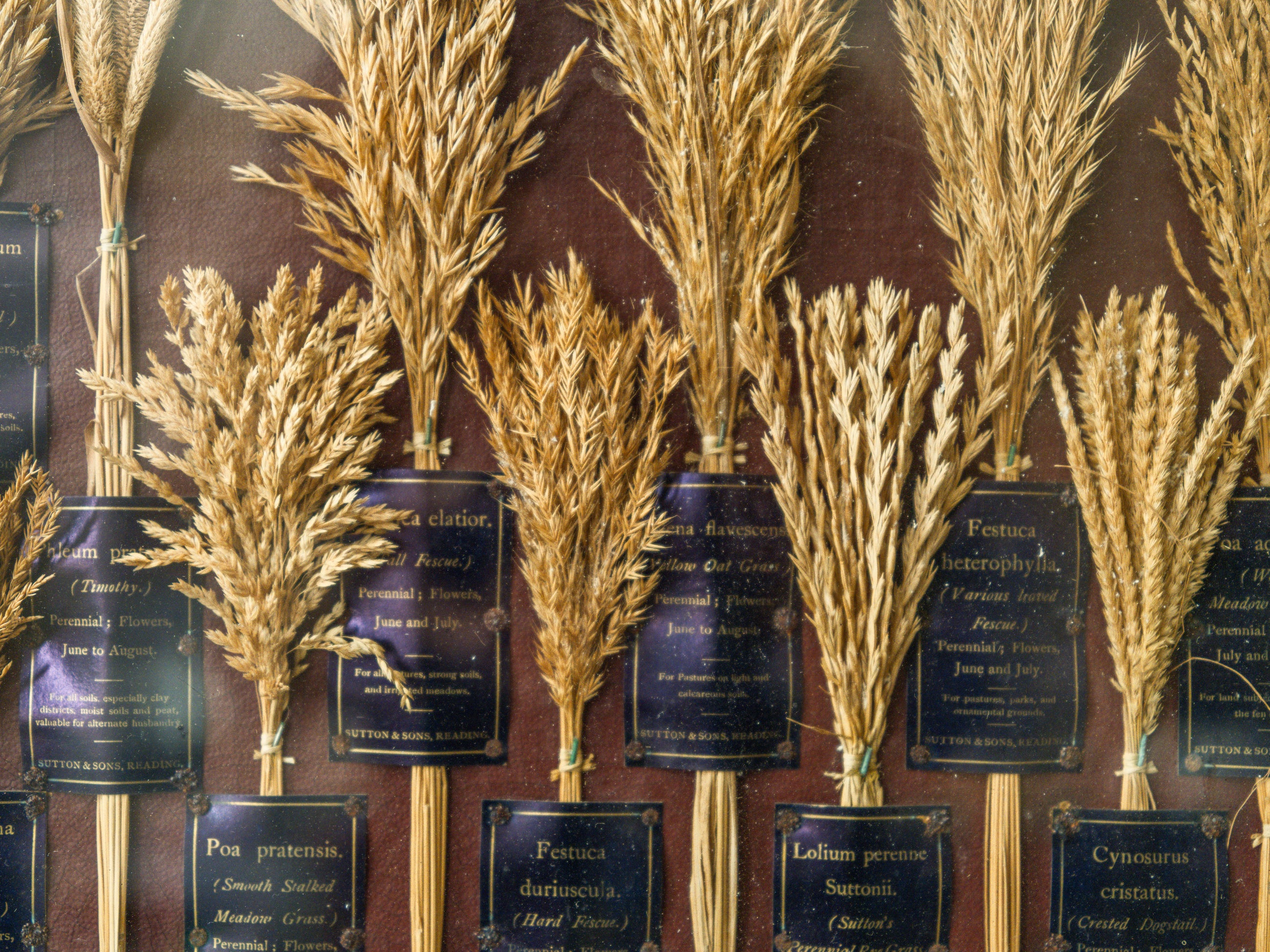 Grasses “Useless” in Agriculture