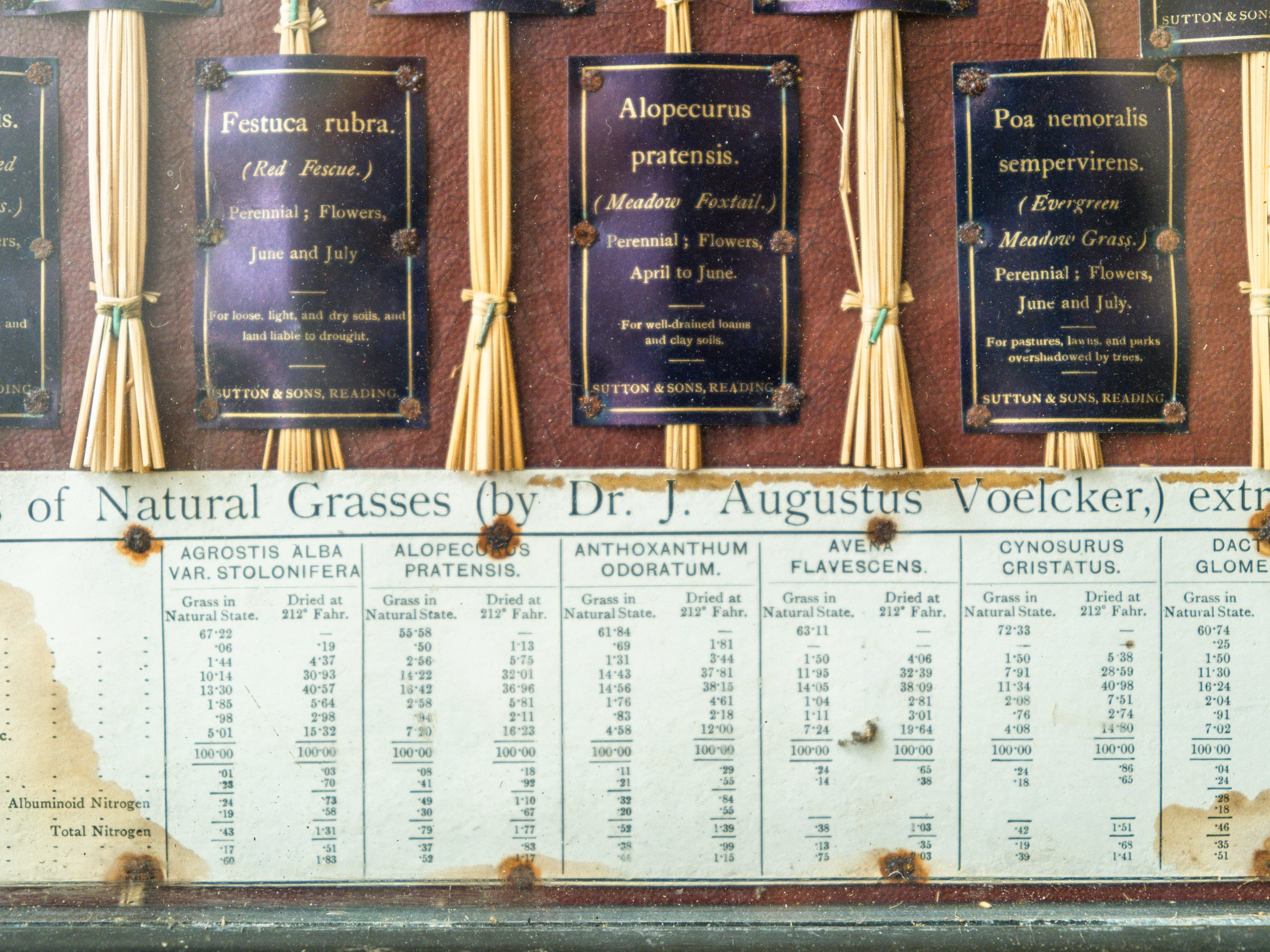 Grasses “Useless” in Agriculture