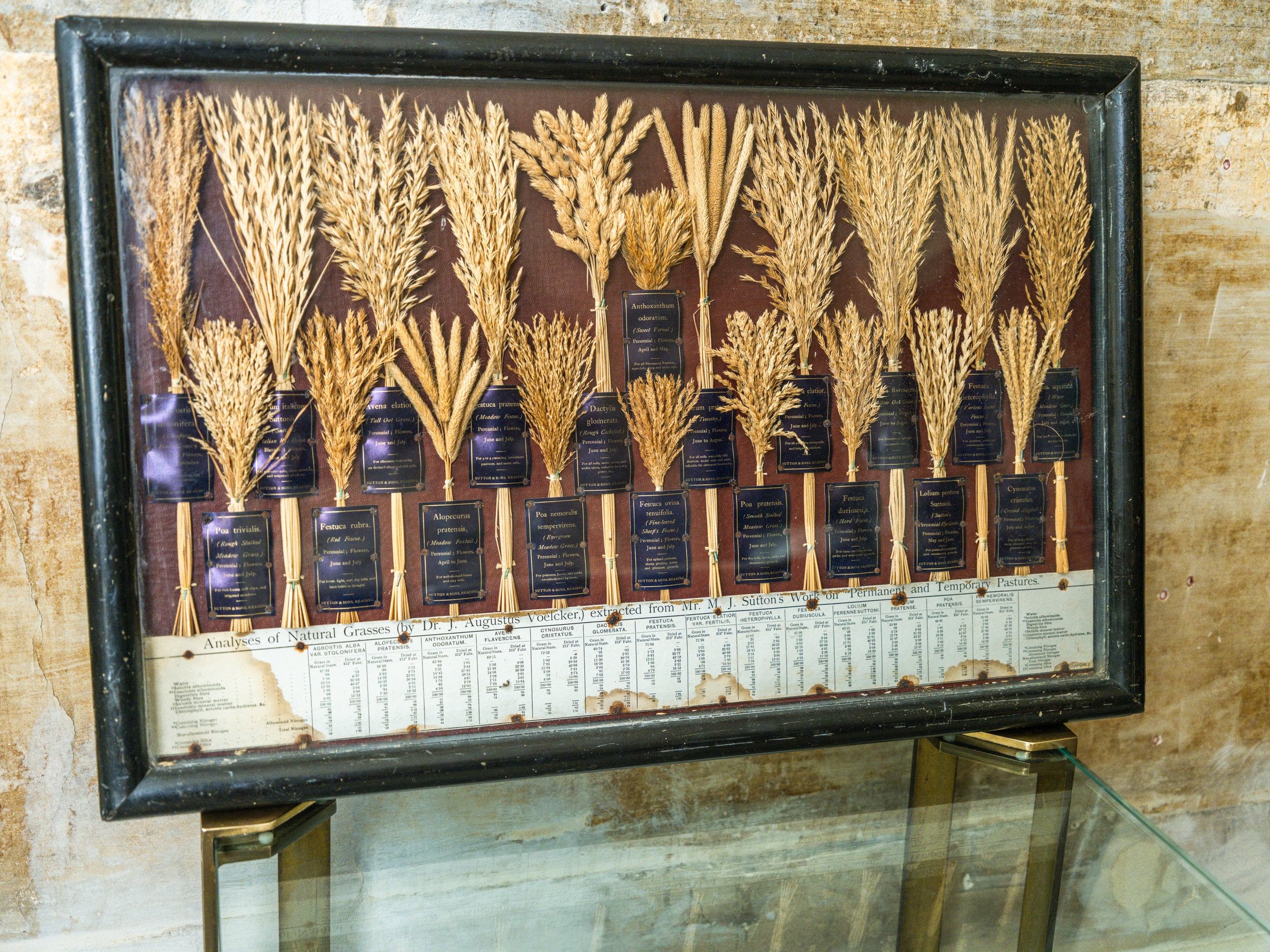 Grasses “Useless” in Agriculture