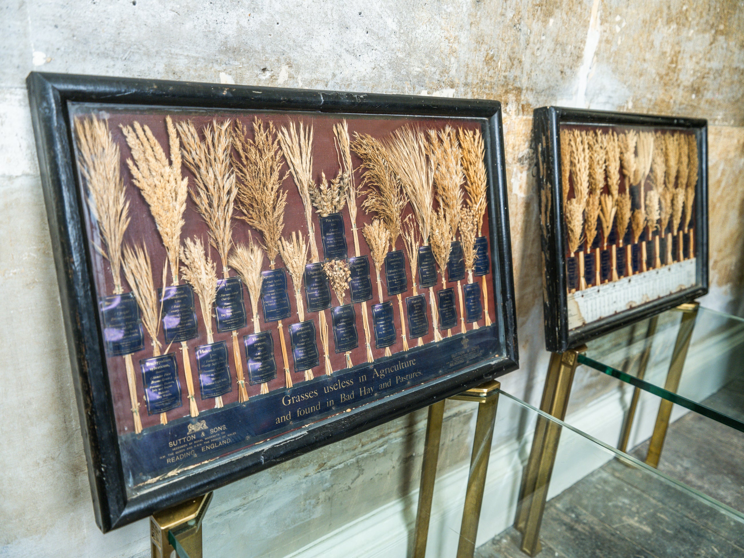 Grasses “Useless” in Agriculture