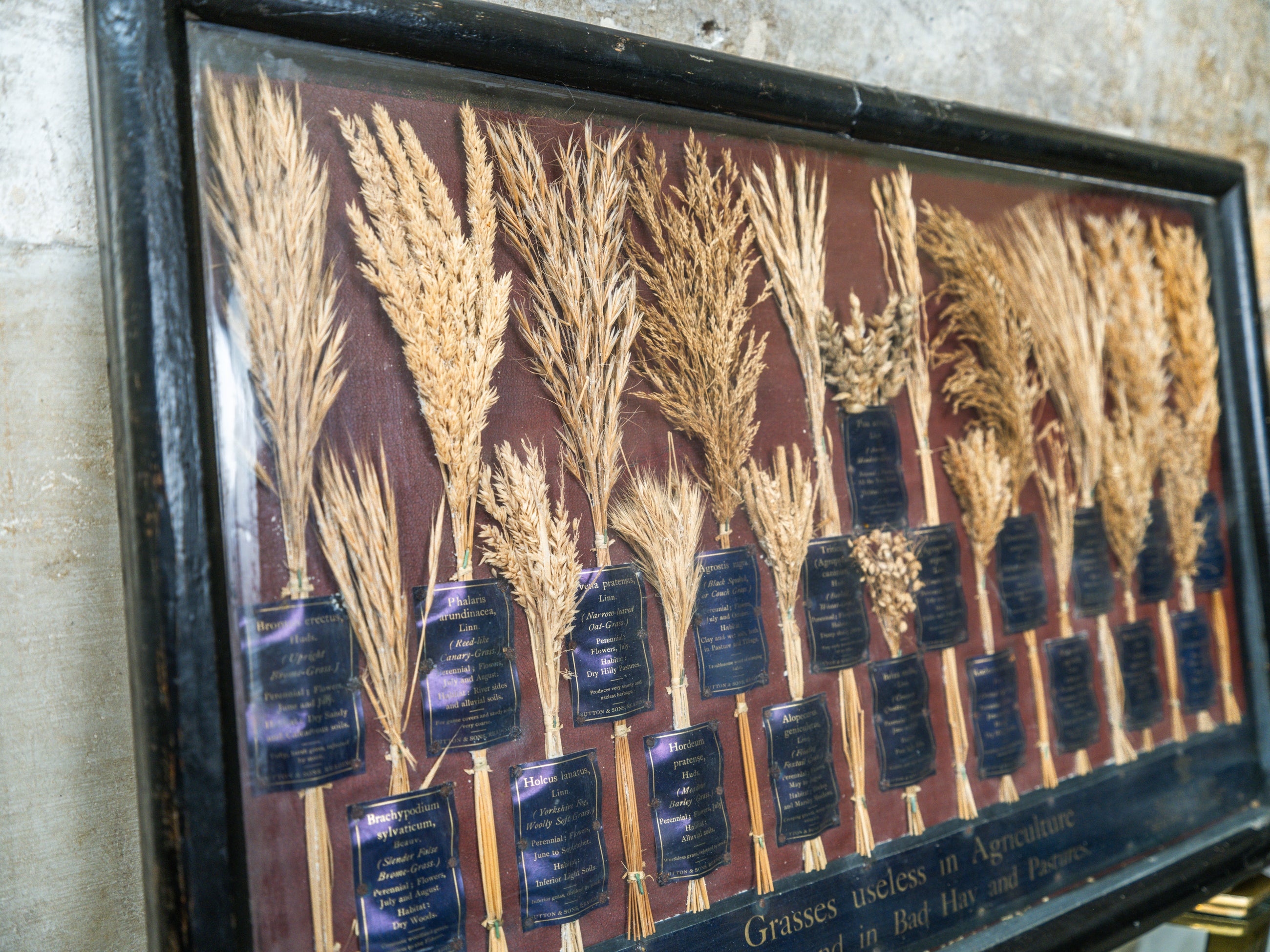 Grasses “Useless” in Agriculture