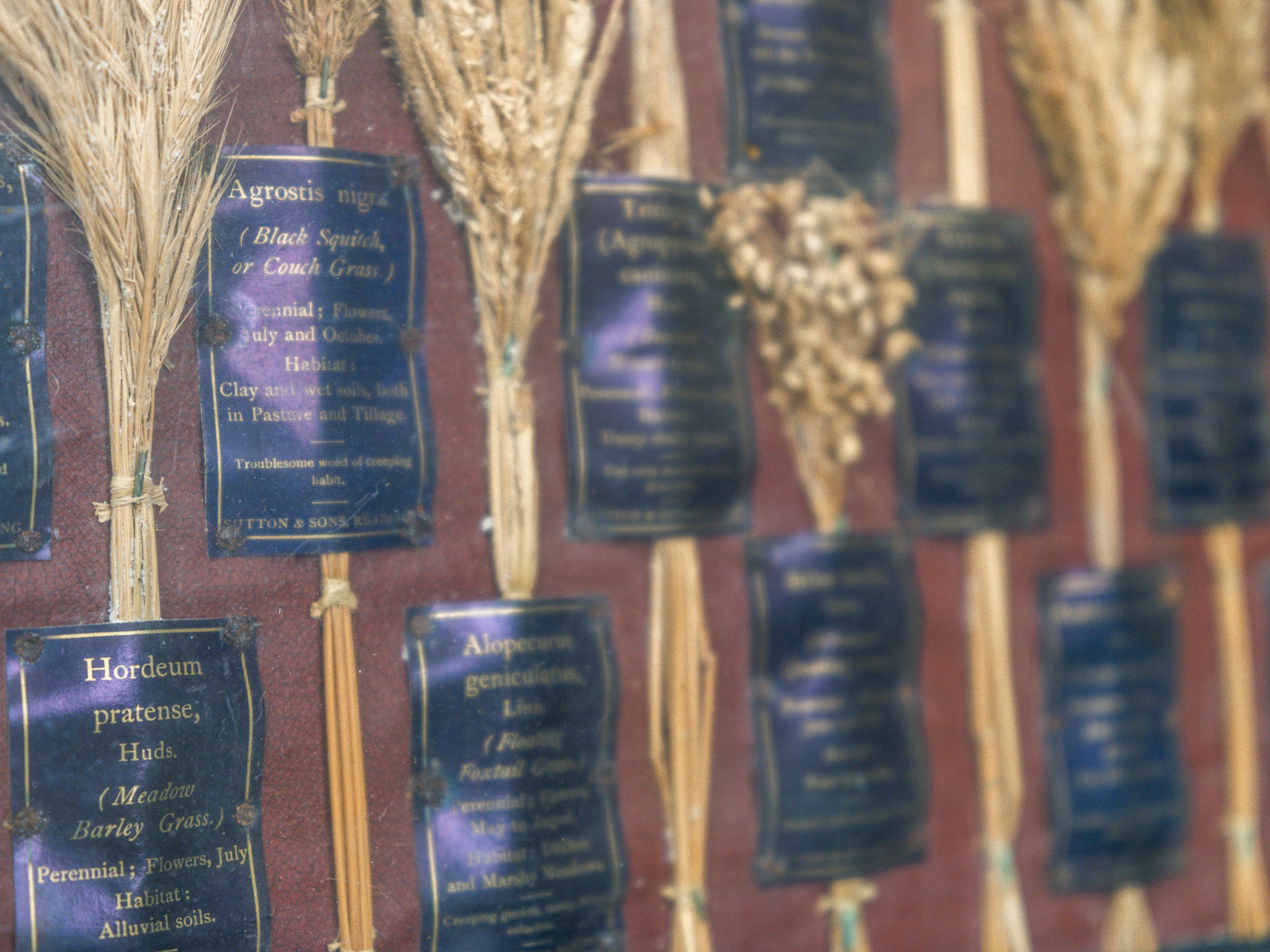 Grasses “Useless” in Agriculture