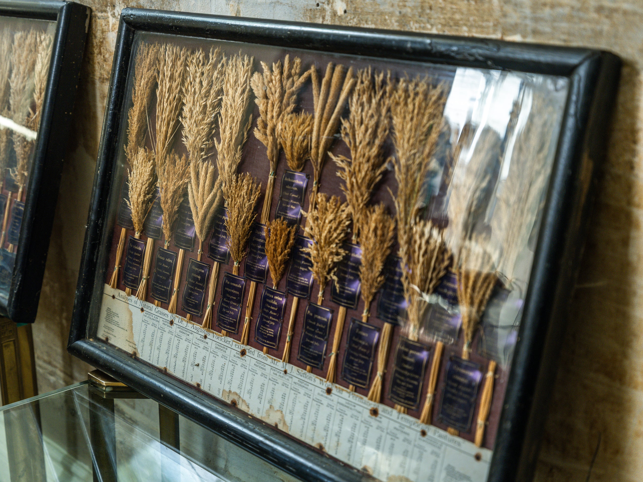 Grasses “Useless” in Agriculture