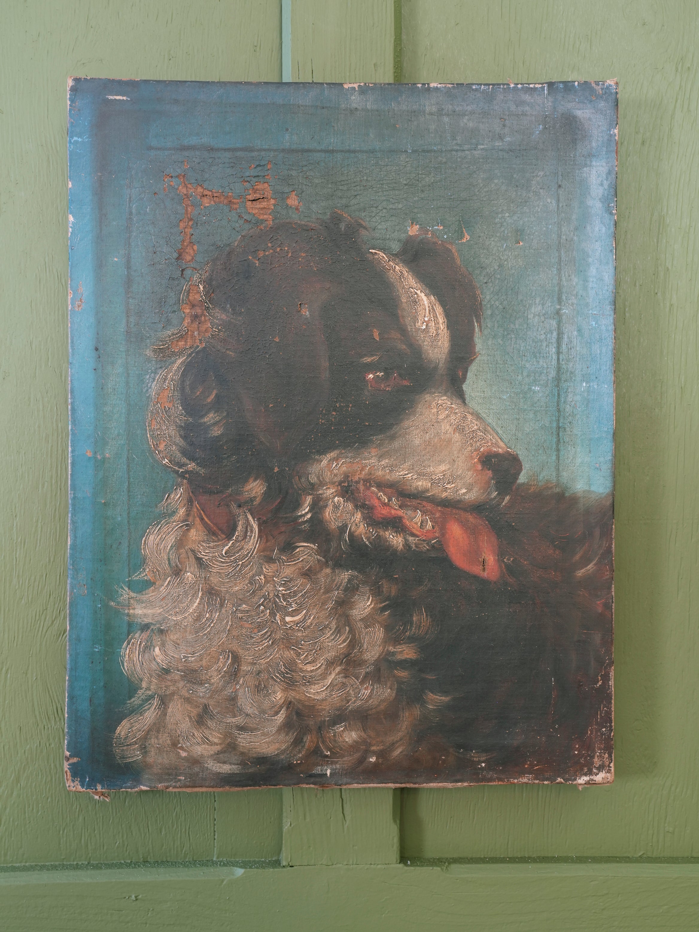 Collie Dog