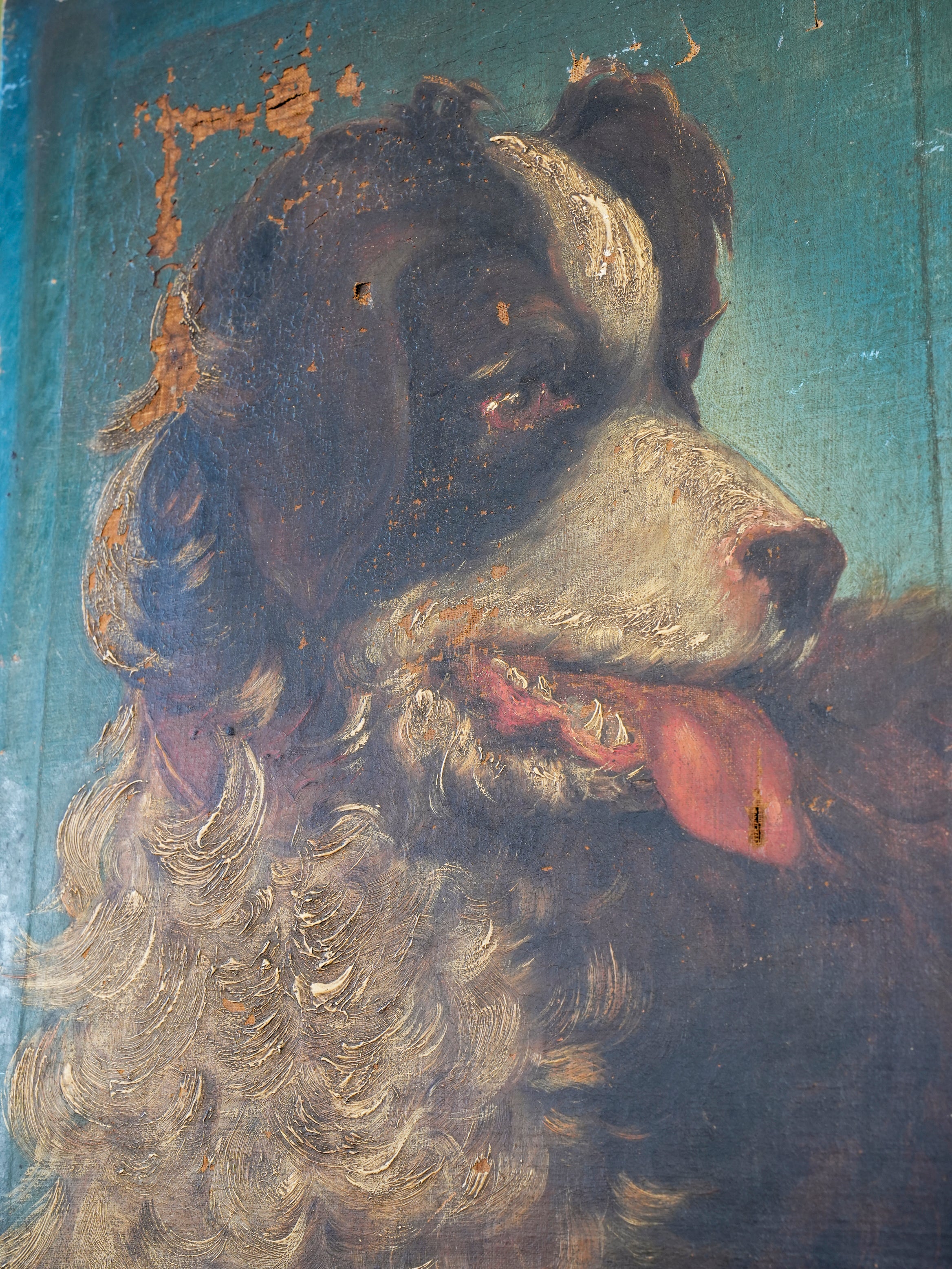 Collie Dog