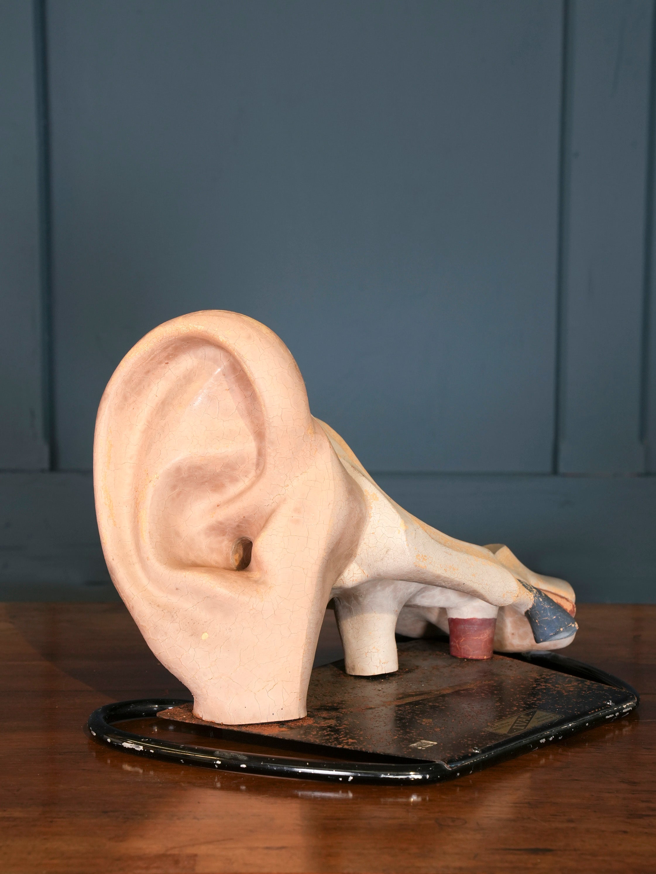Anatomical Inner Ear Model