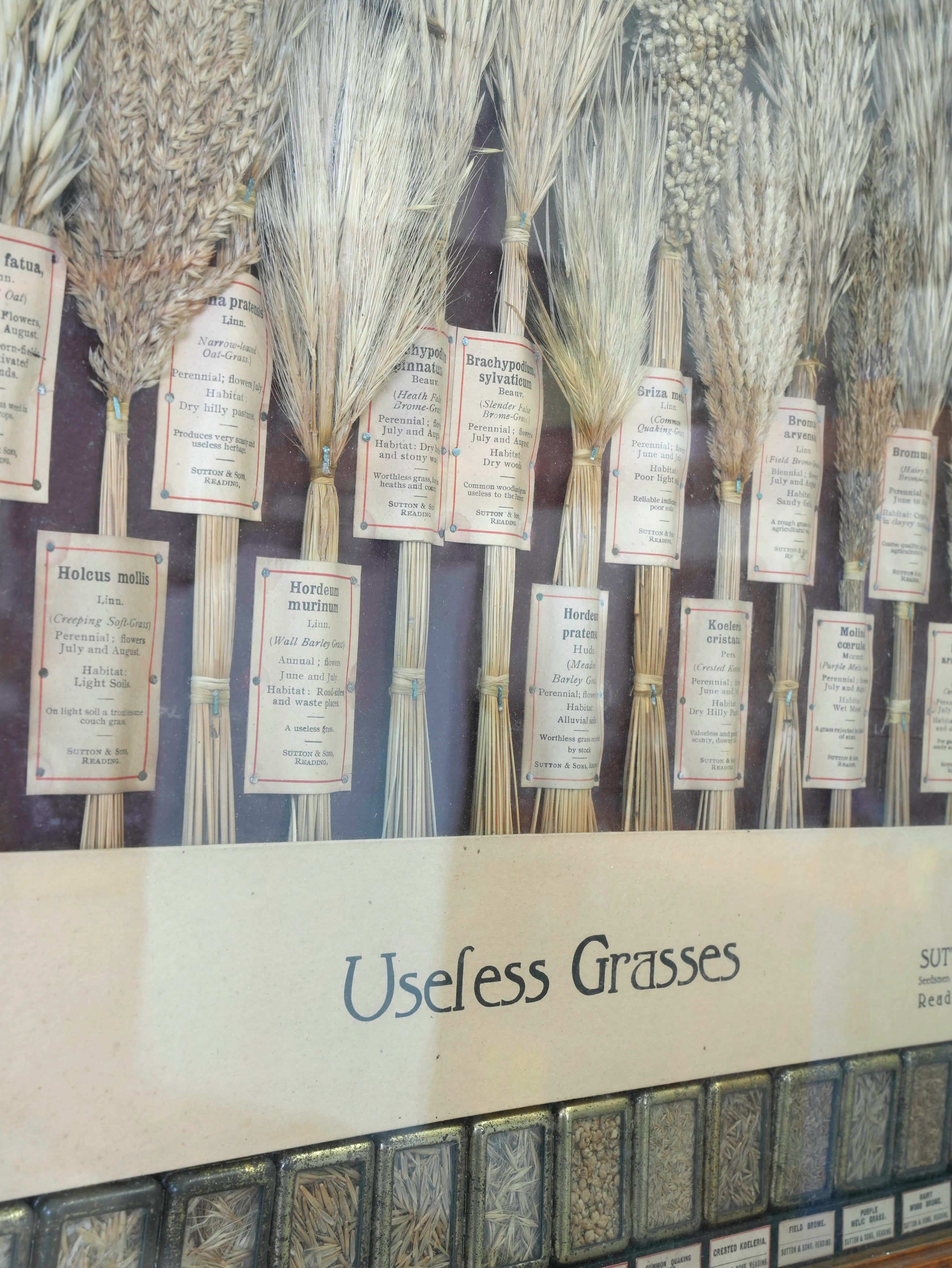 Suttons “Useful” Grasses & “Useless” Grasses Samplers