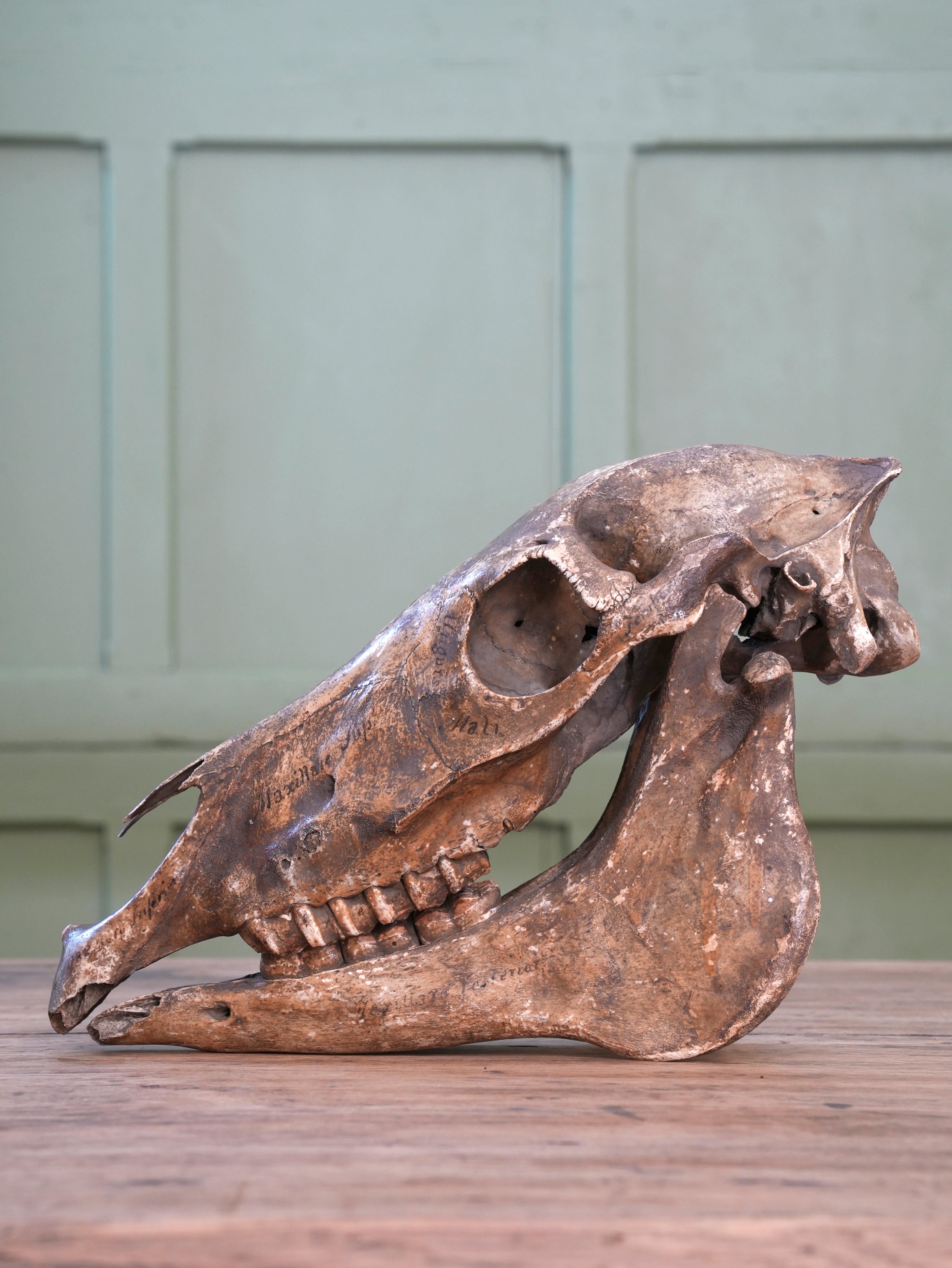 A 19th Century Veterinary Surgeons Pony Skull