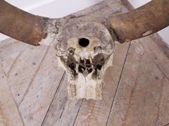 Large Water Buffalo Skull