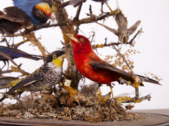 Taxidermy Birds