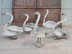 A Bevy of Composition Stone Swans