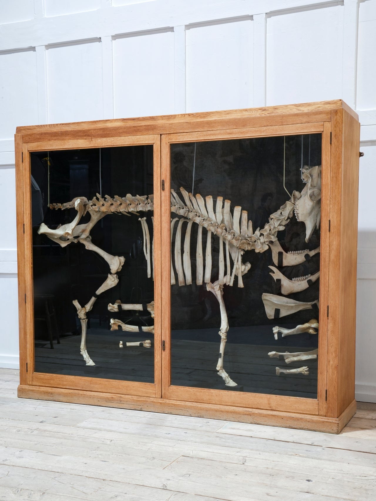 A Cased Domestic Cow (Bos Taurus)