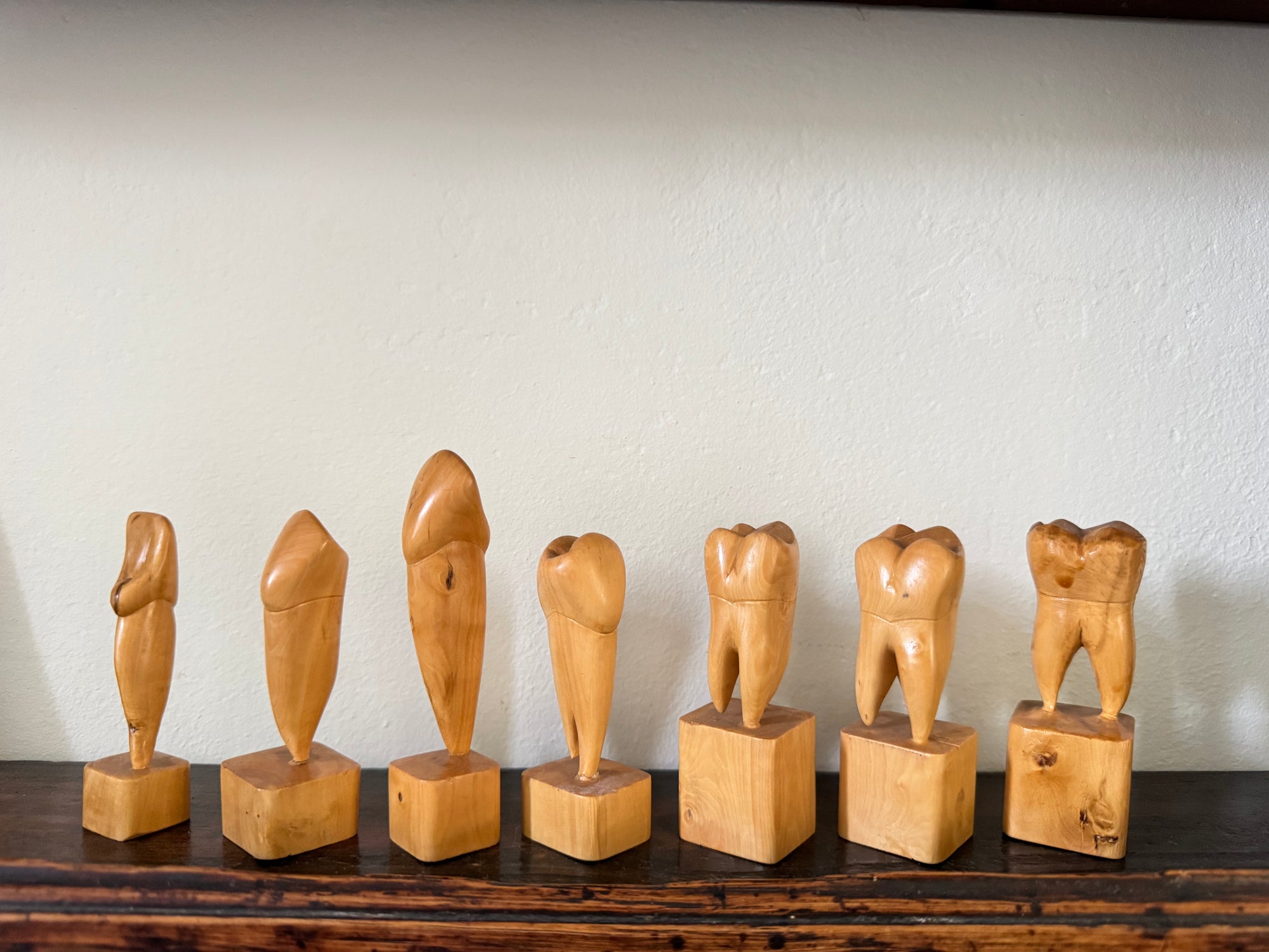 Teeth Models