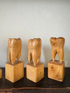 Teeth Models