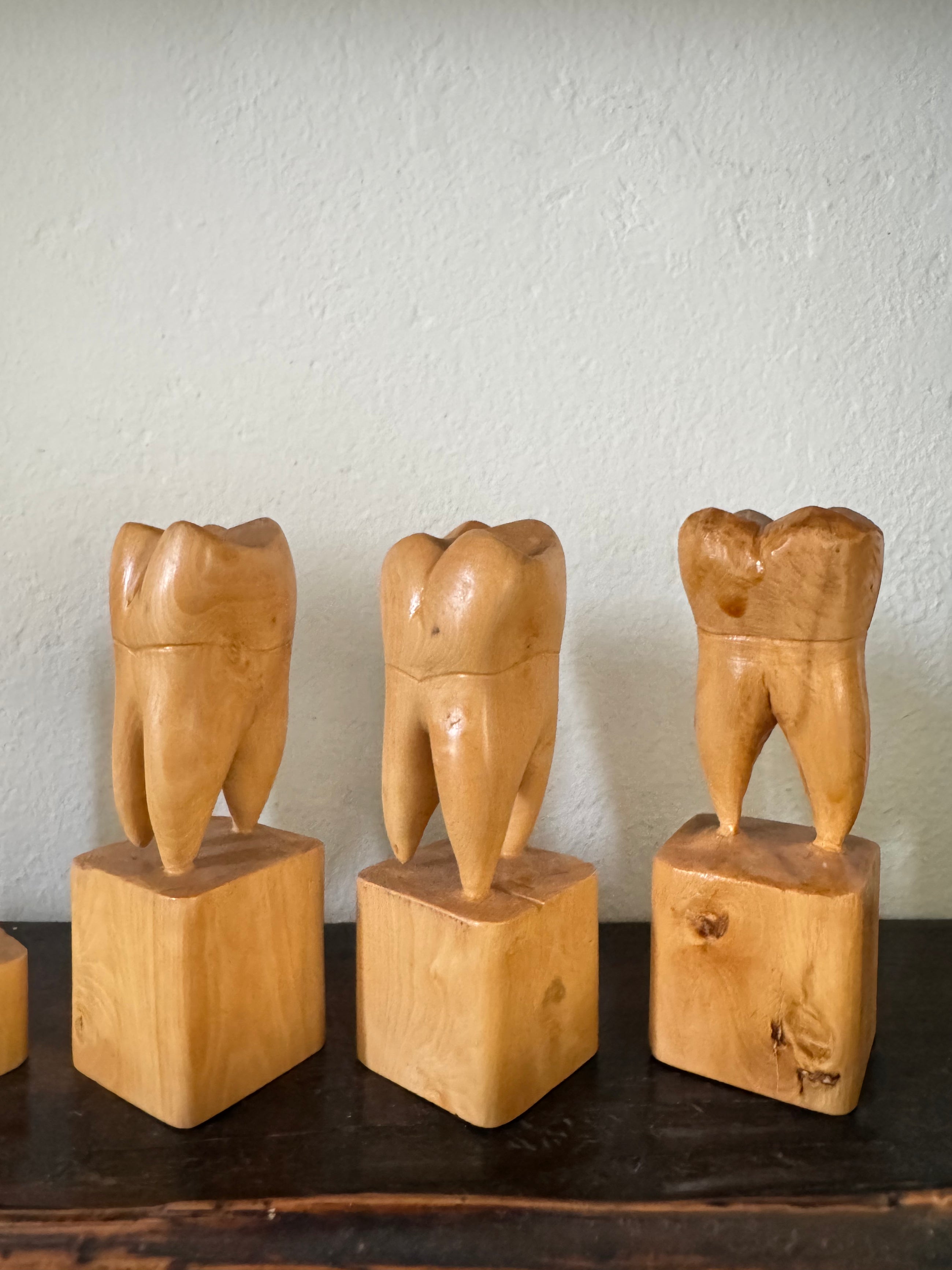 Teeth Models