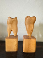 Teeth Models