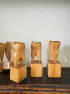 Teeth Models
