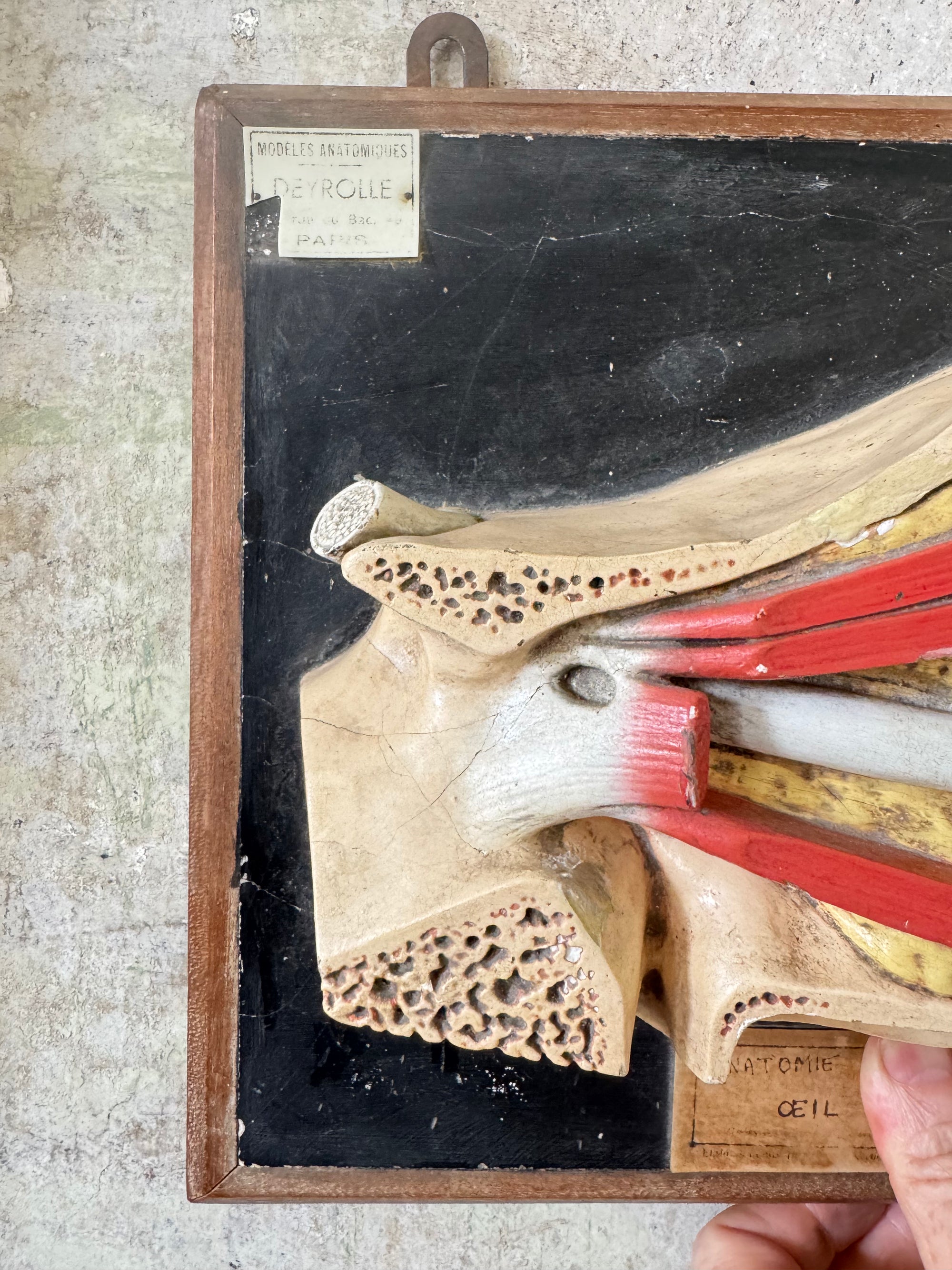 Anatomic Eye Model